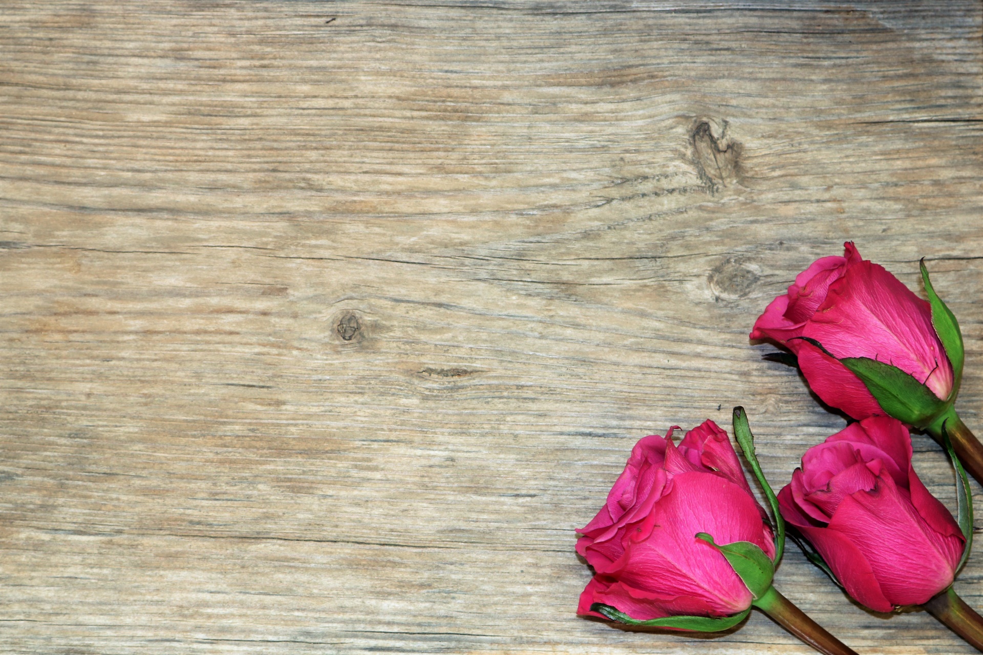 Pink Rose Buds On Wood Background