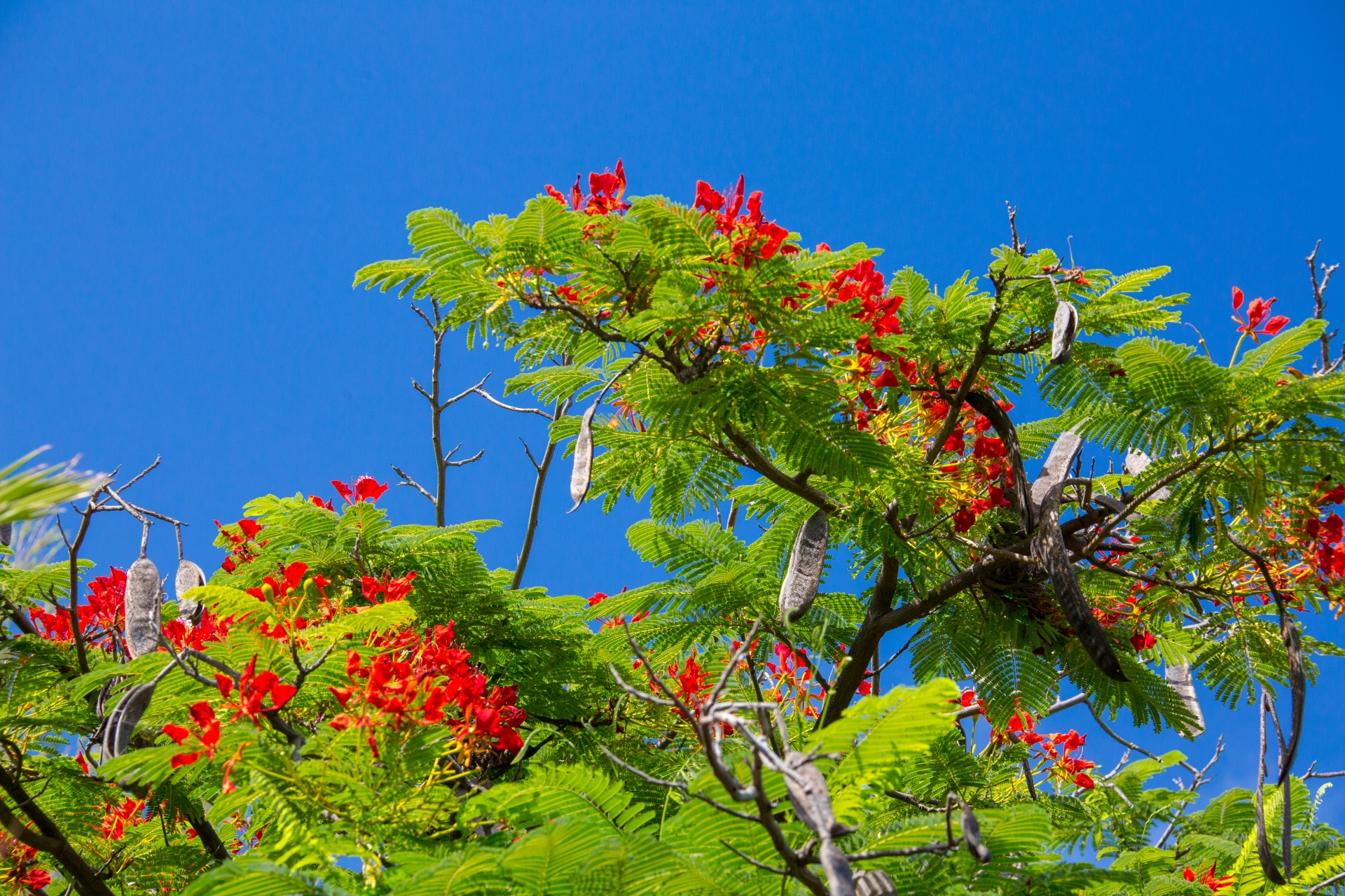 Royal poinciana tree against blue sky