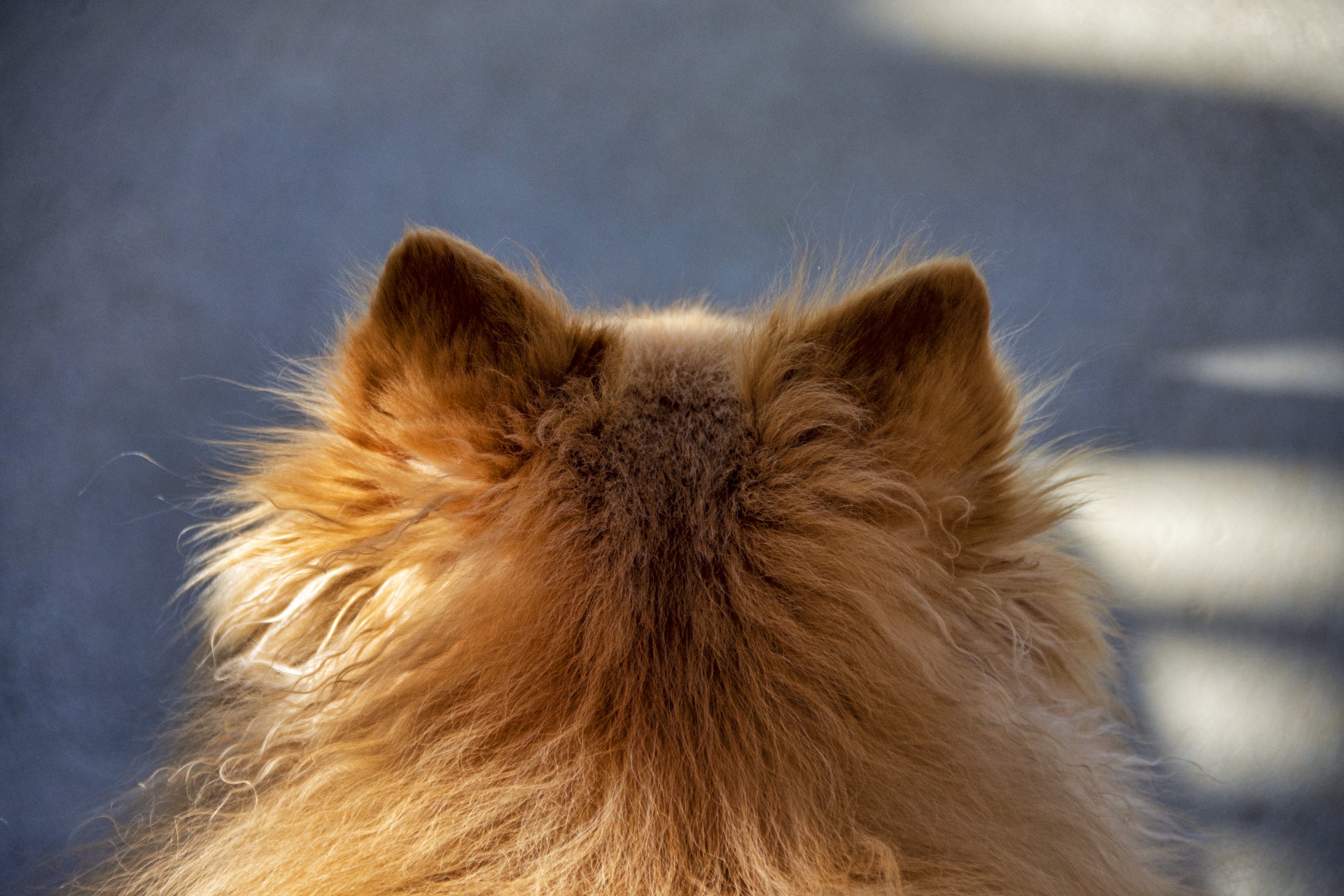 Pomeranian Dog Ears