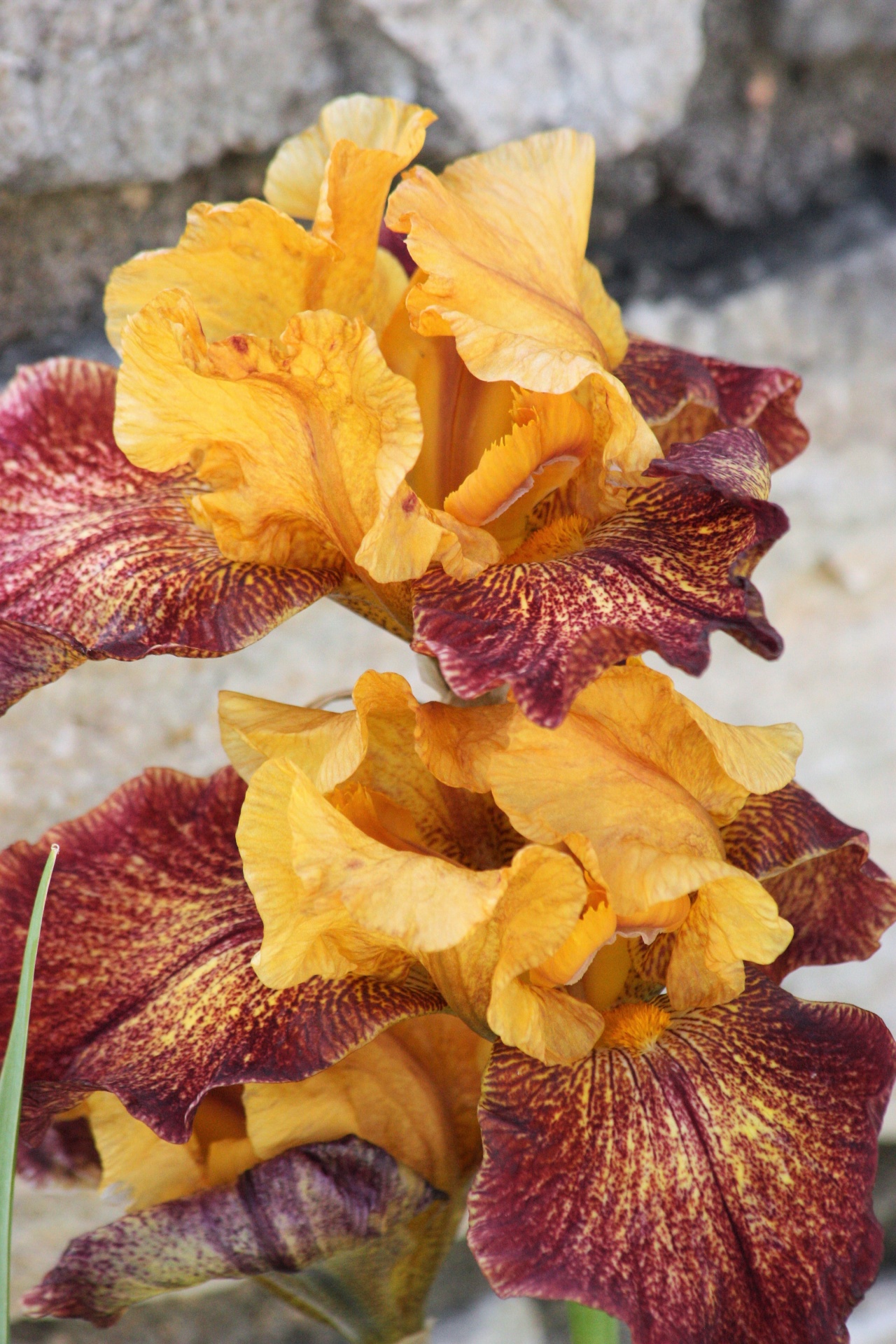 Close-up shot of two purple and gold bearded iris on a light background.