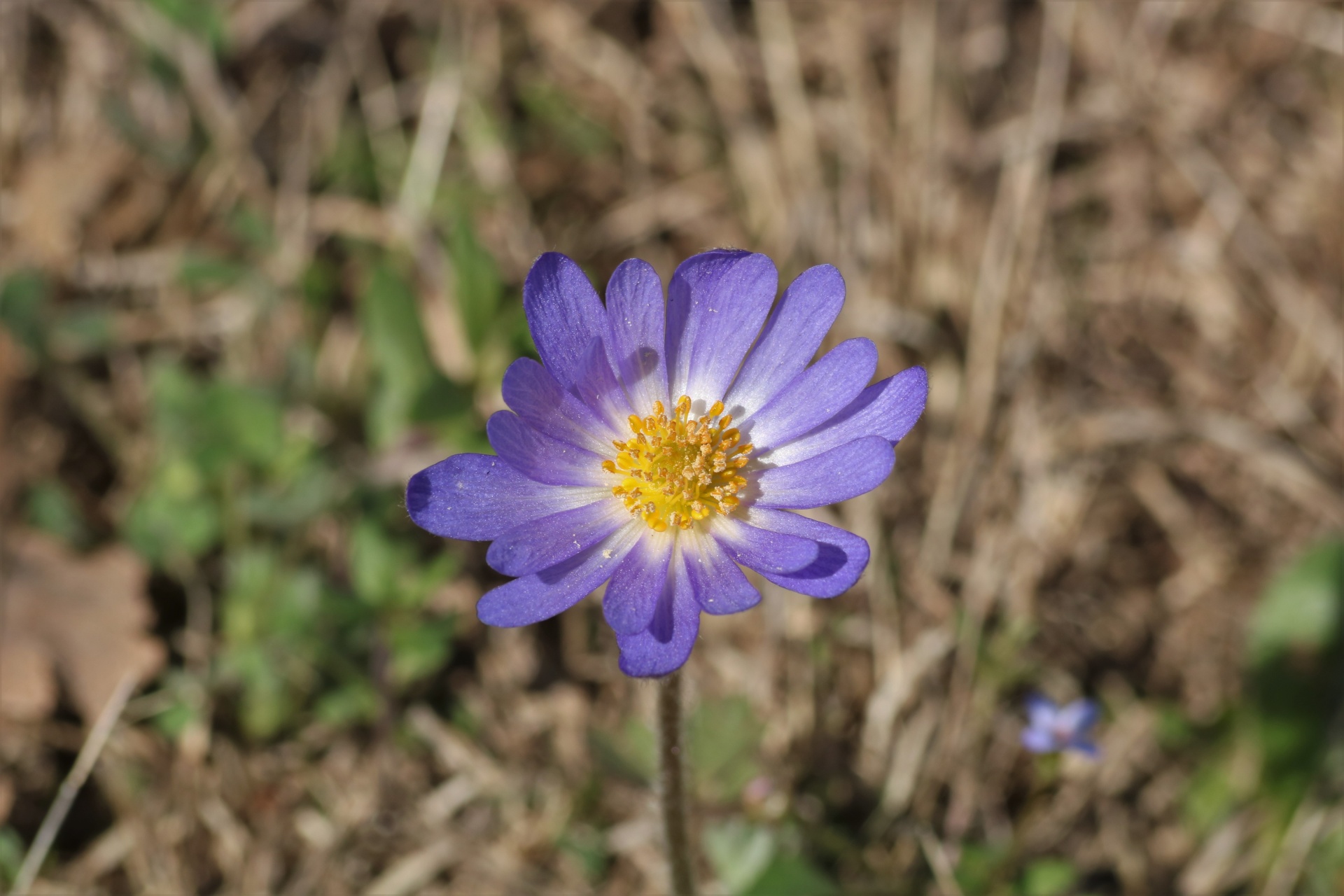 A purple Carolina anemone wildflower growing in an Oklahoma country field in early spring.