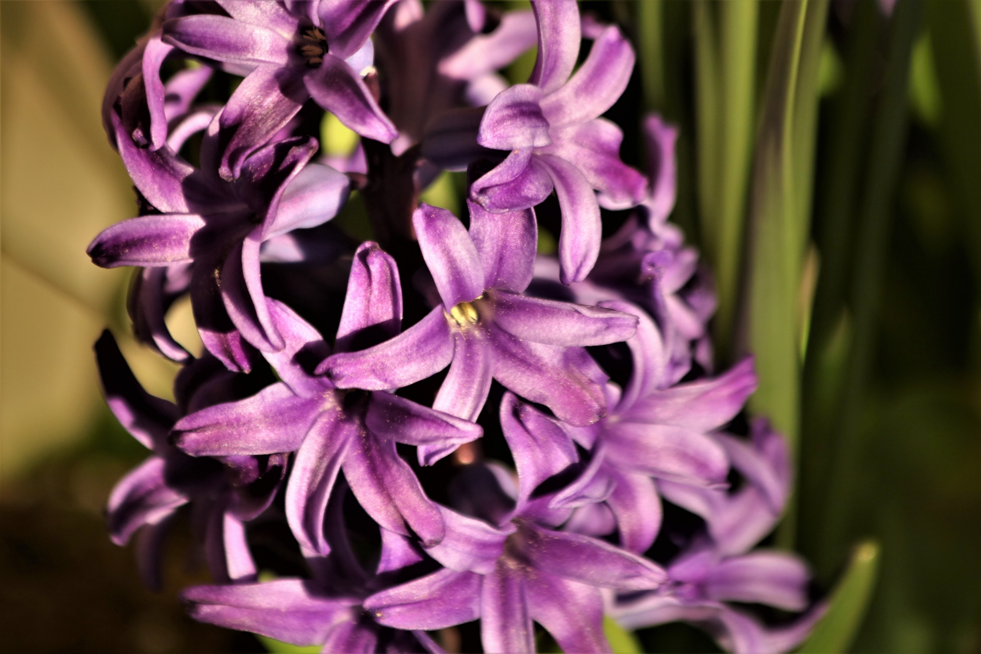 Purple Hyacinth Close-up