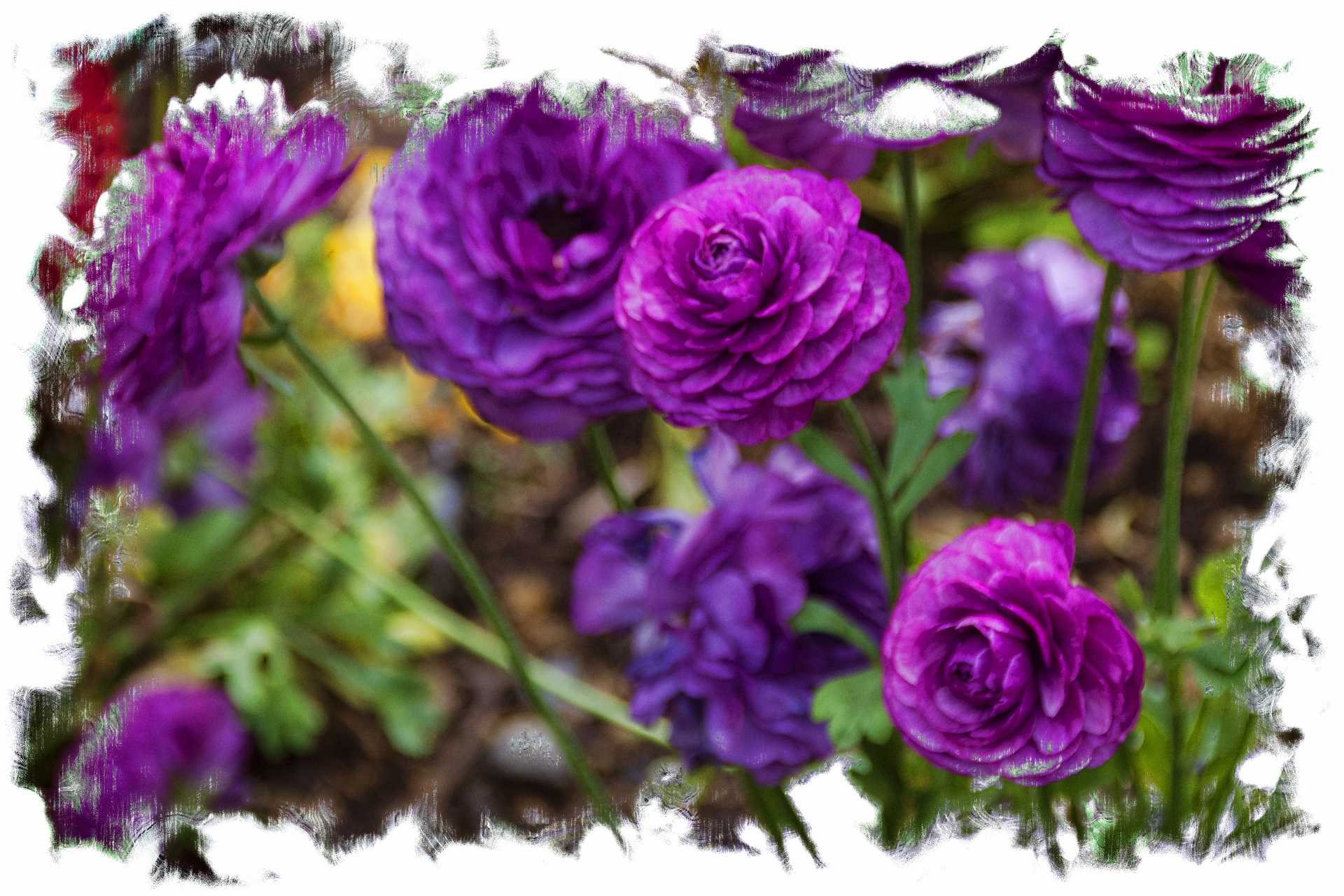 Purple Persian Buttercup Flowers Free Stock Photo - Public Domain Pictures