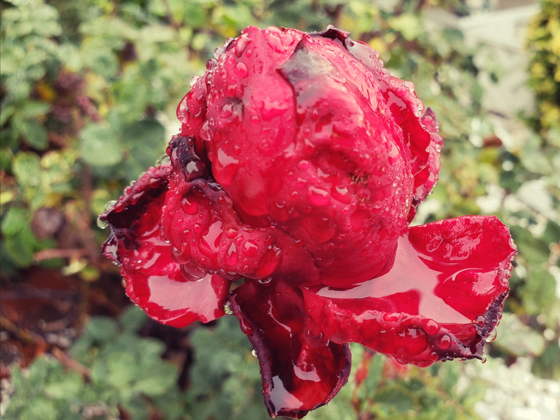 Rain On Red Rose