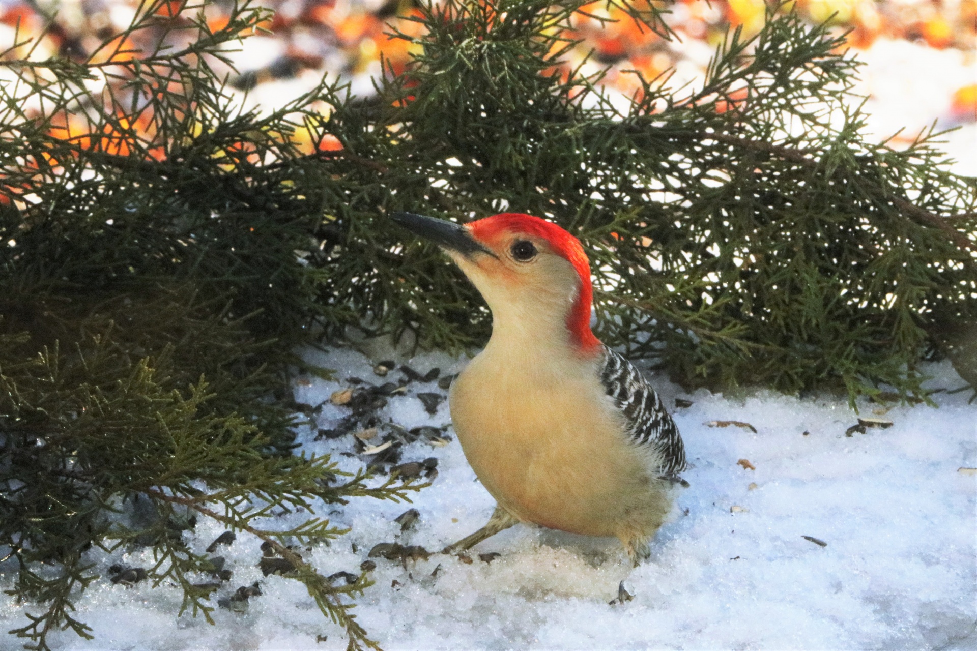 Red-bellied Woodpecker In Snow 2