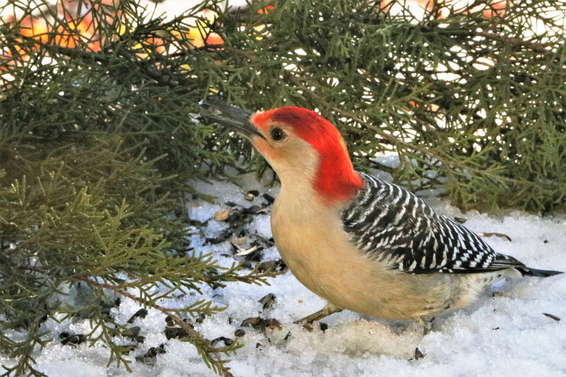 A red-bellied woodpecker is standing in snow surrounded by cedar tree branches.