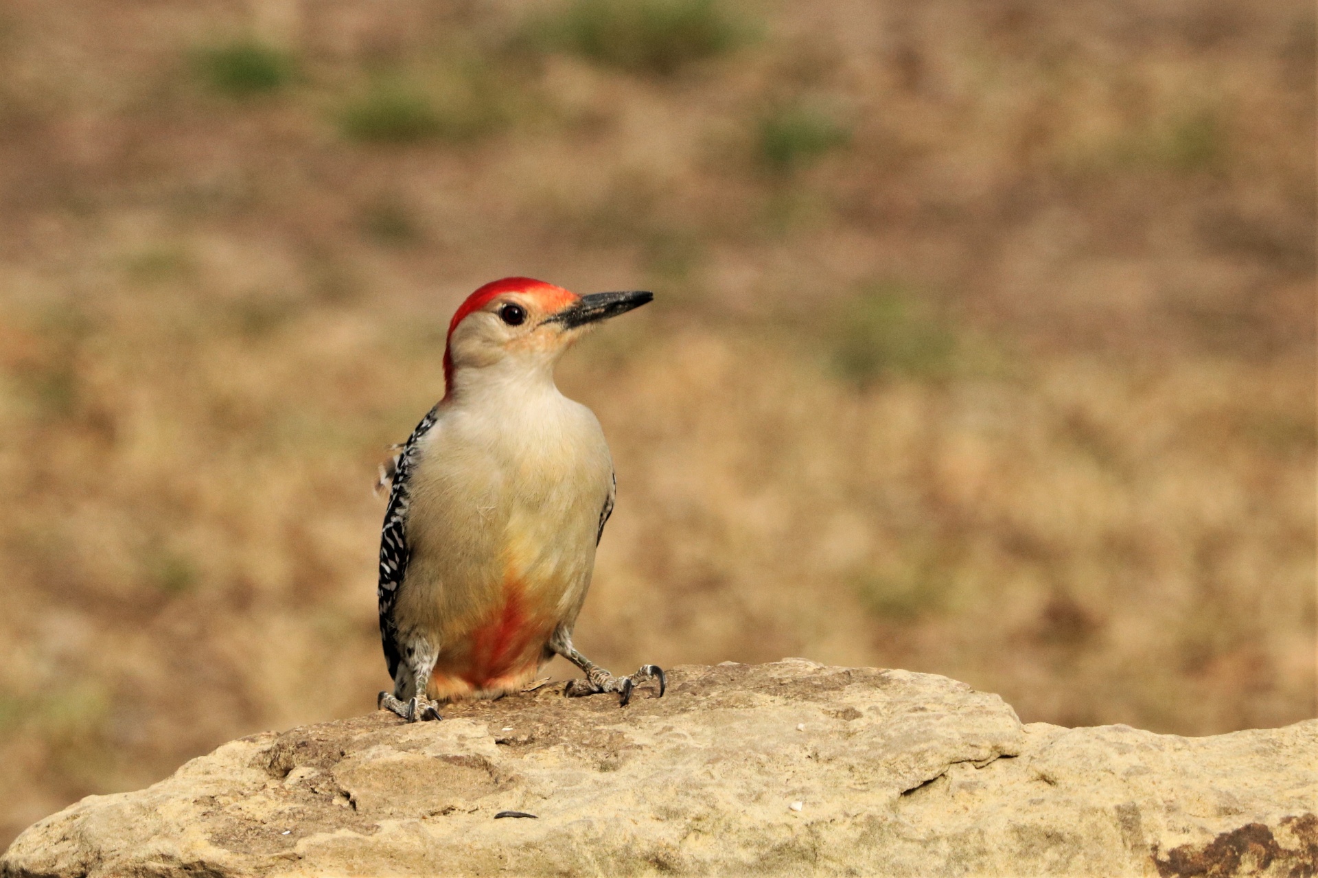 Red-bellied Woodpecker On Rock 2