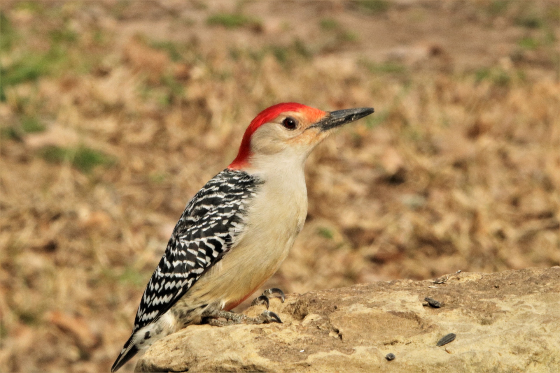 Red-bellied Woodpecker On Rock