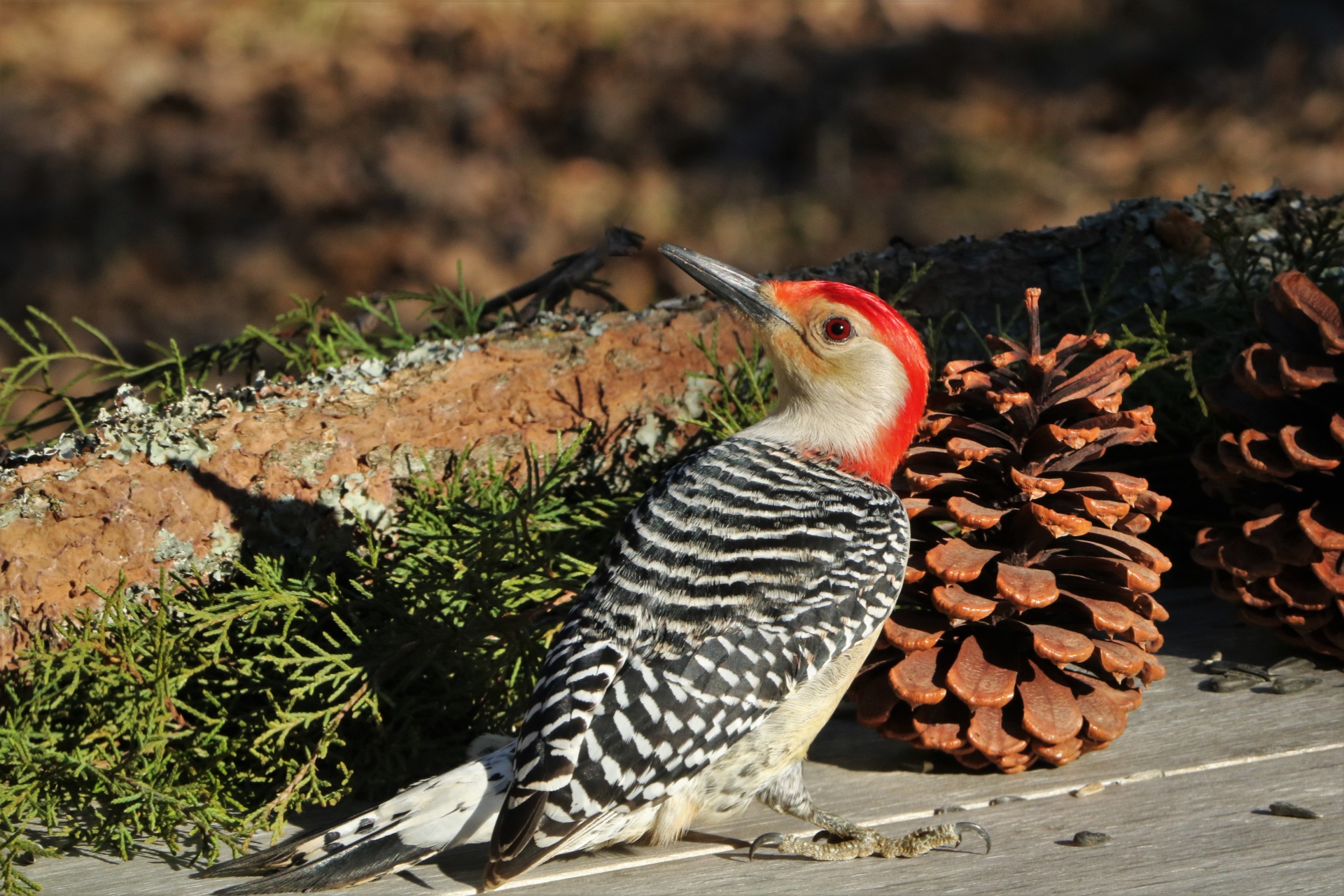 Red-bellied Woodpecker On Table 2