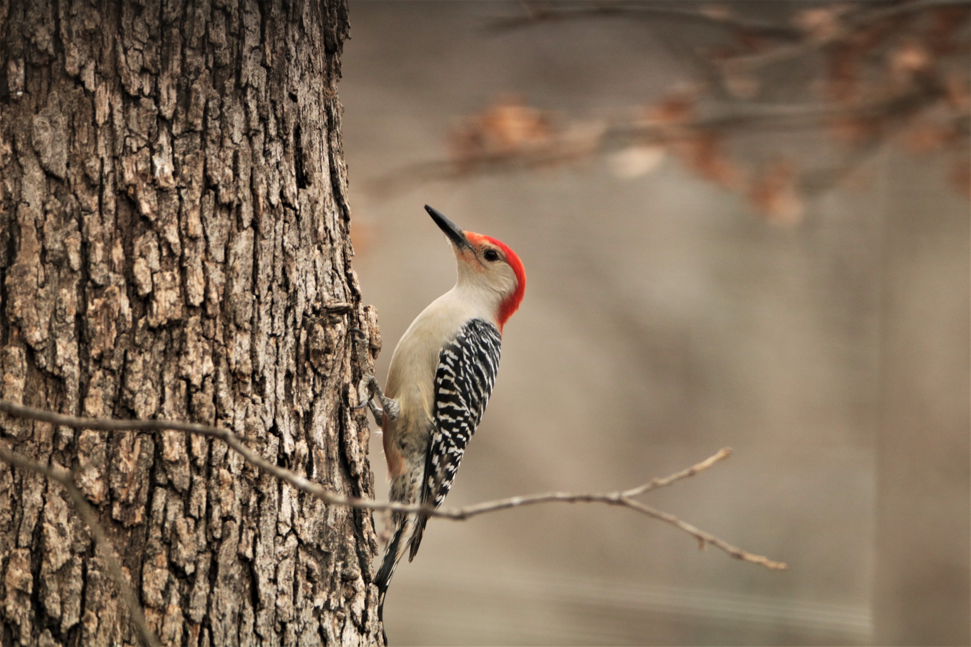 Red-bellied Woodpecker On Tree 3