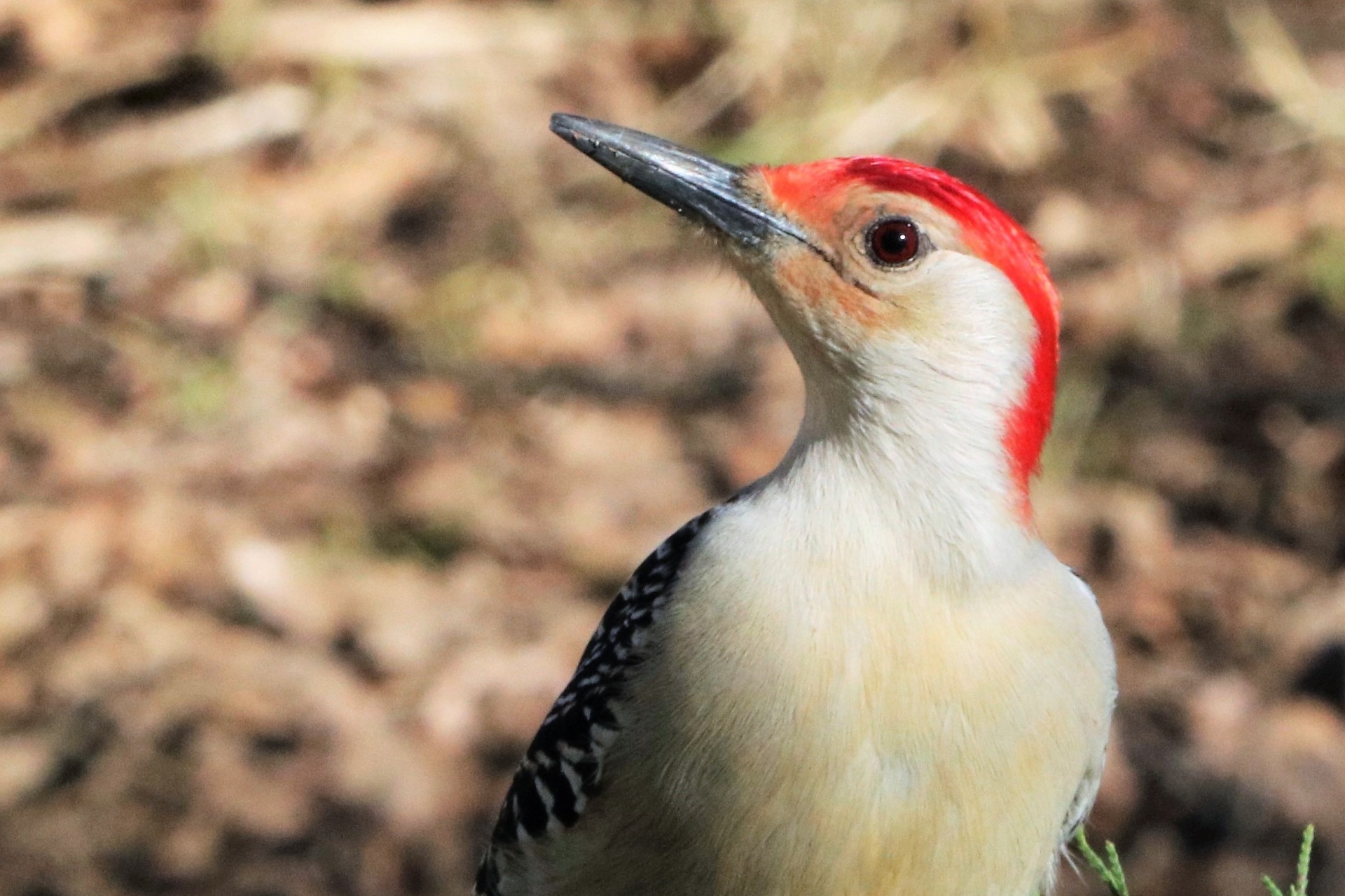 Red-bellied Woodpecker Portrait 3