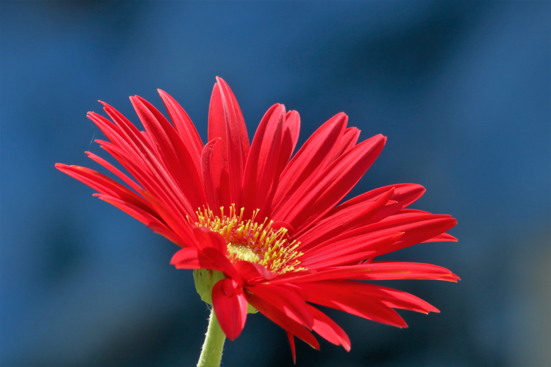 Red Gerber Daisy On Blue Background