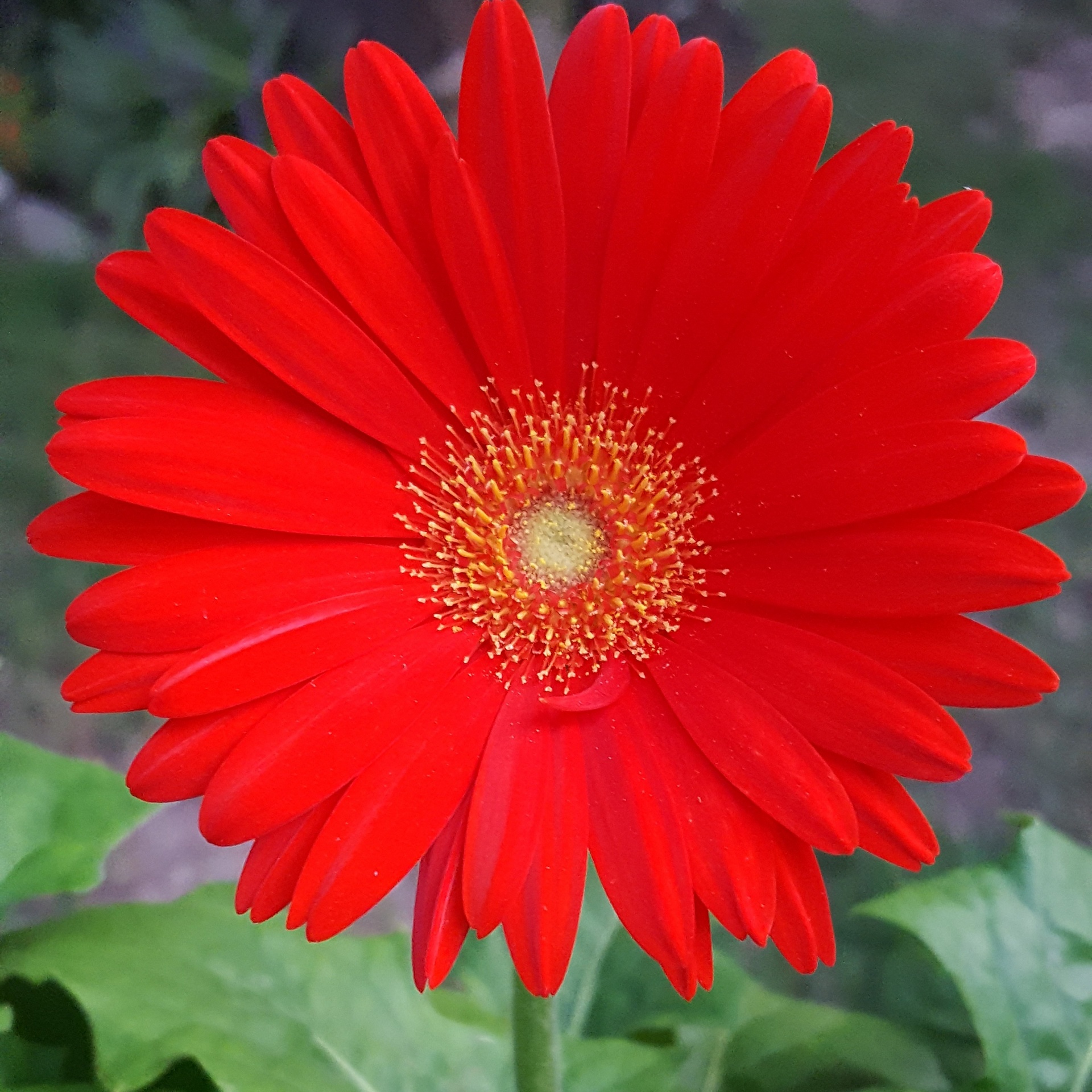 Red Gerbera Daisy Close-up