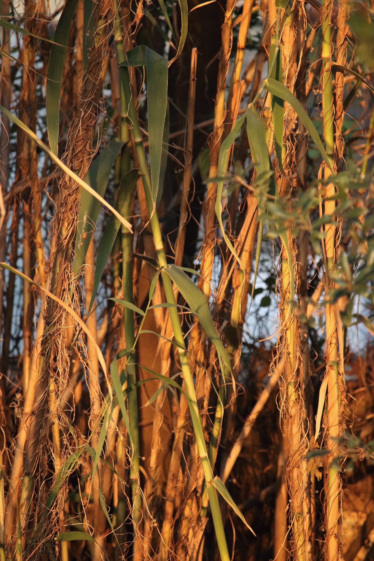 Reeds In The Late Afternoon Sun