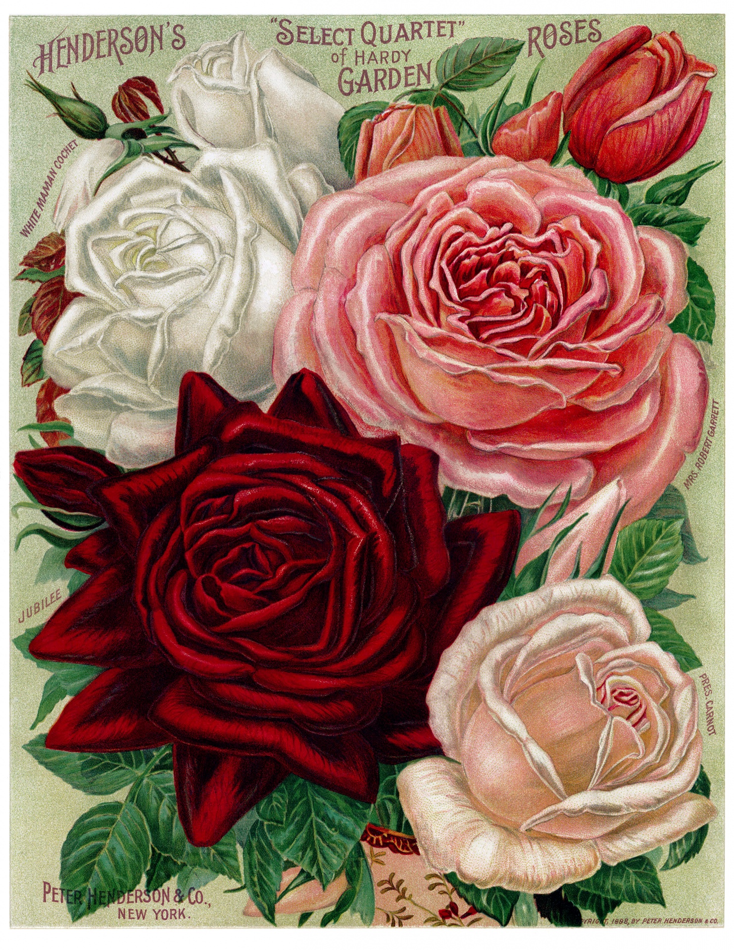 Red white and pink vintage roses illustration vintage advertisement