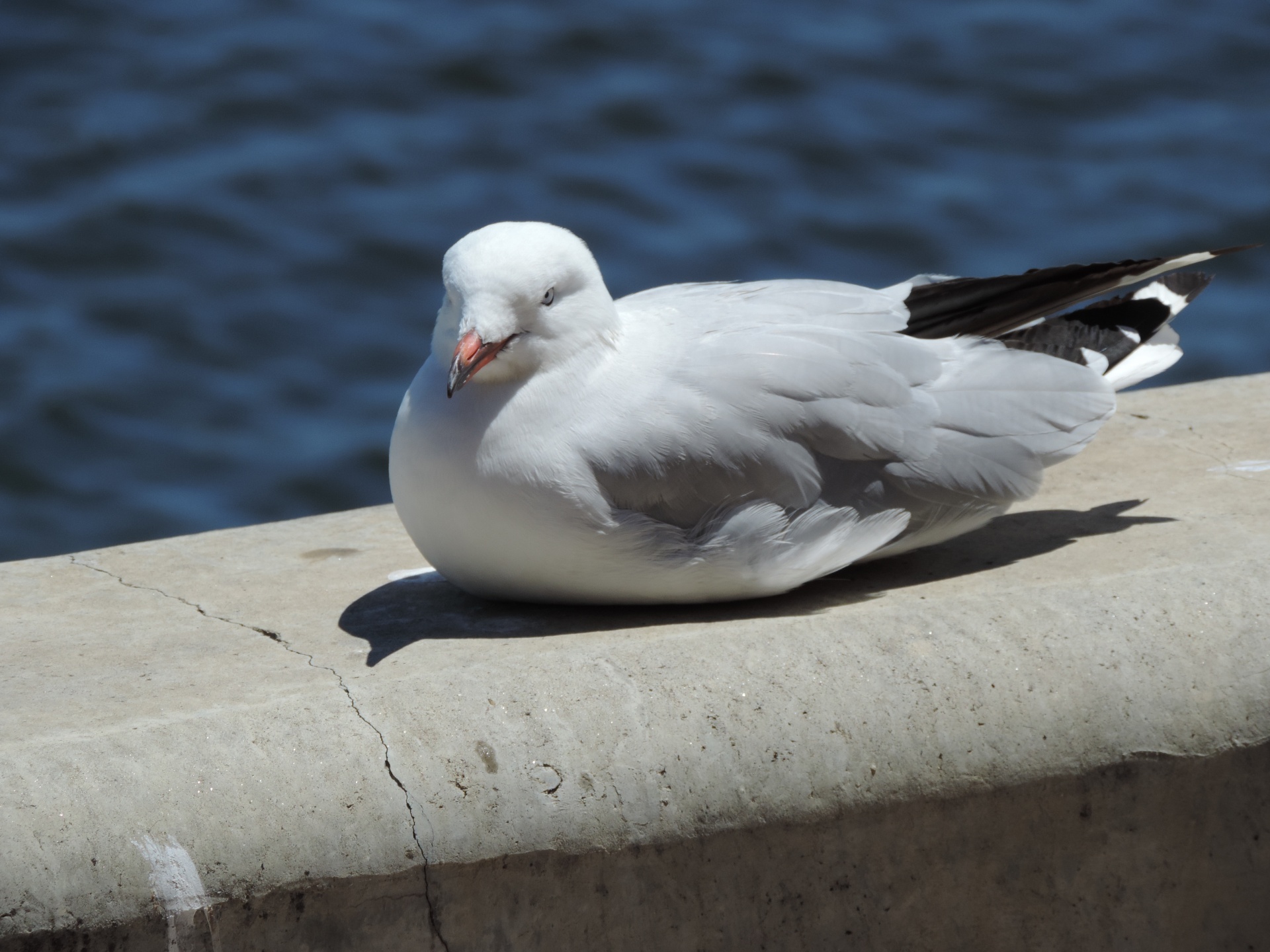 Seagull at Port Adelaide SA