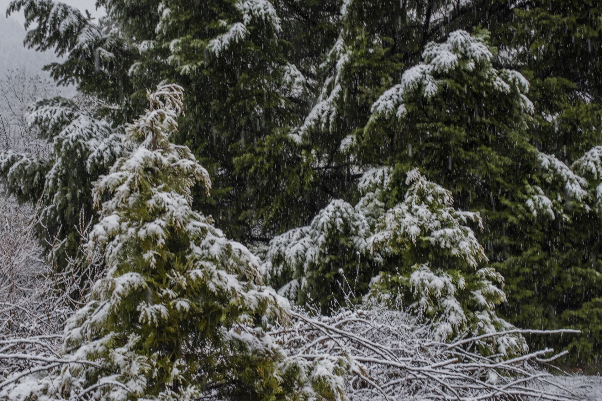 Snowing With Pine Trees