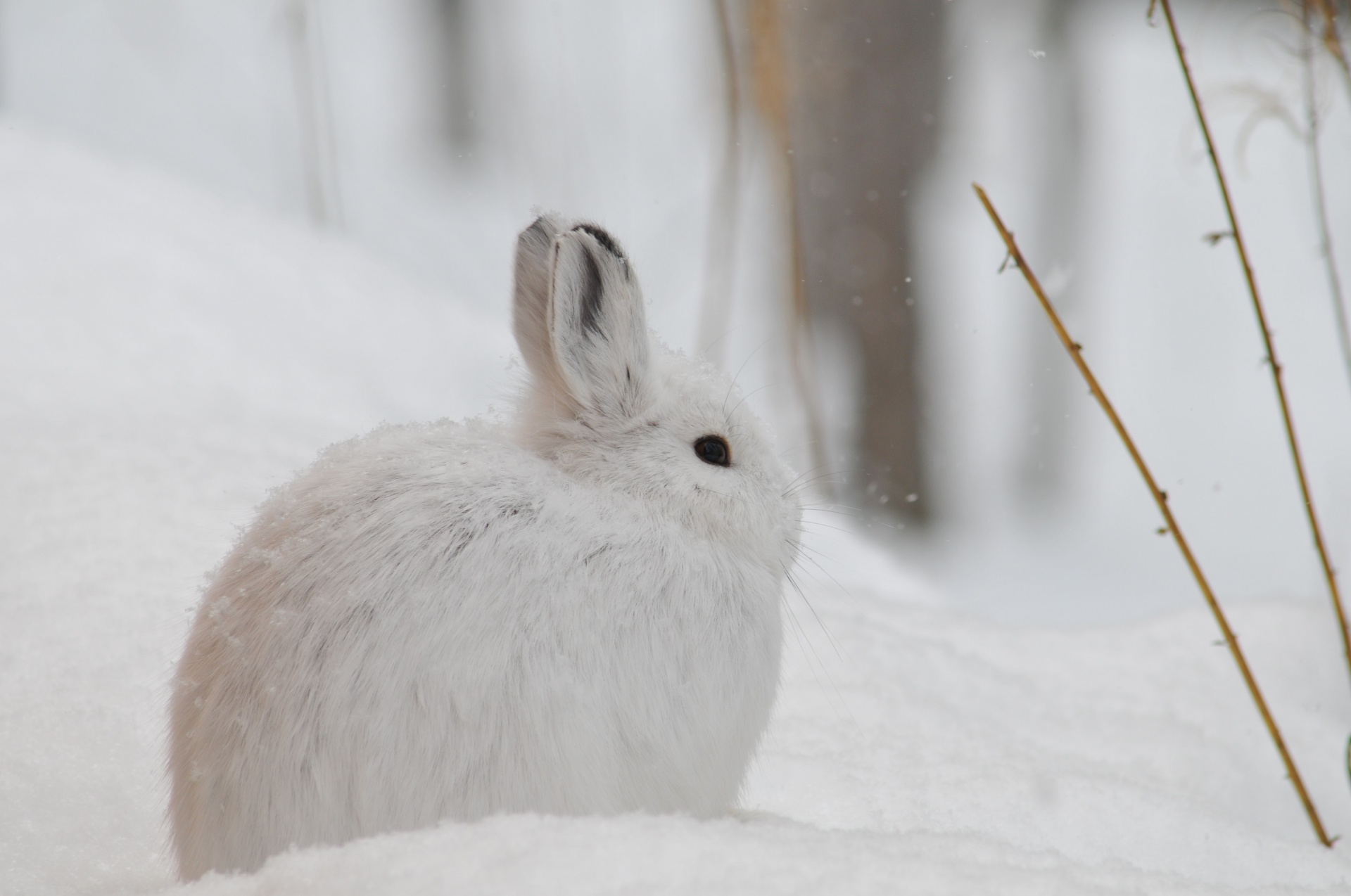 Snowshoe Hare In Alaska