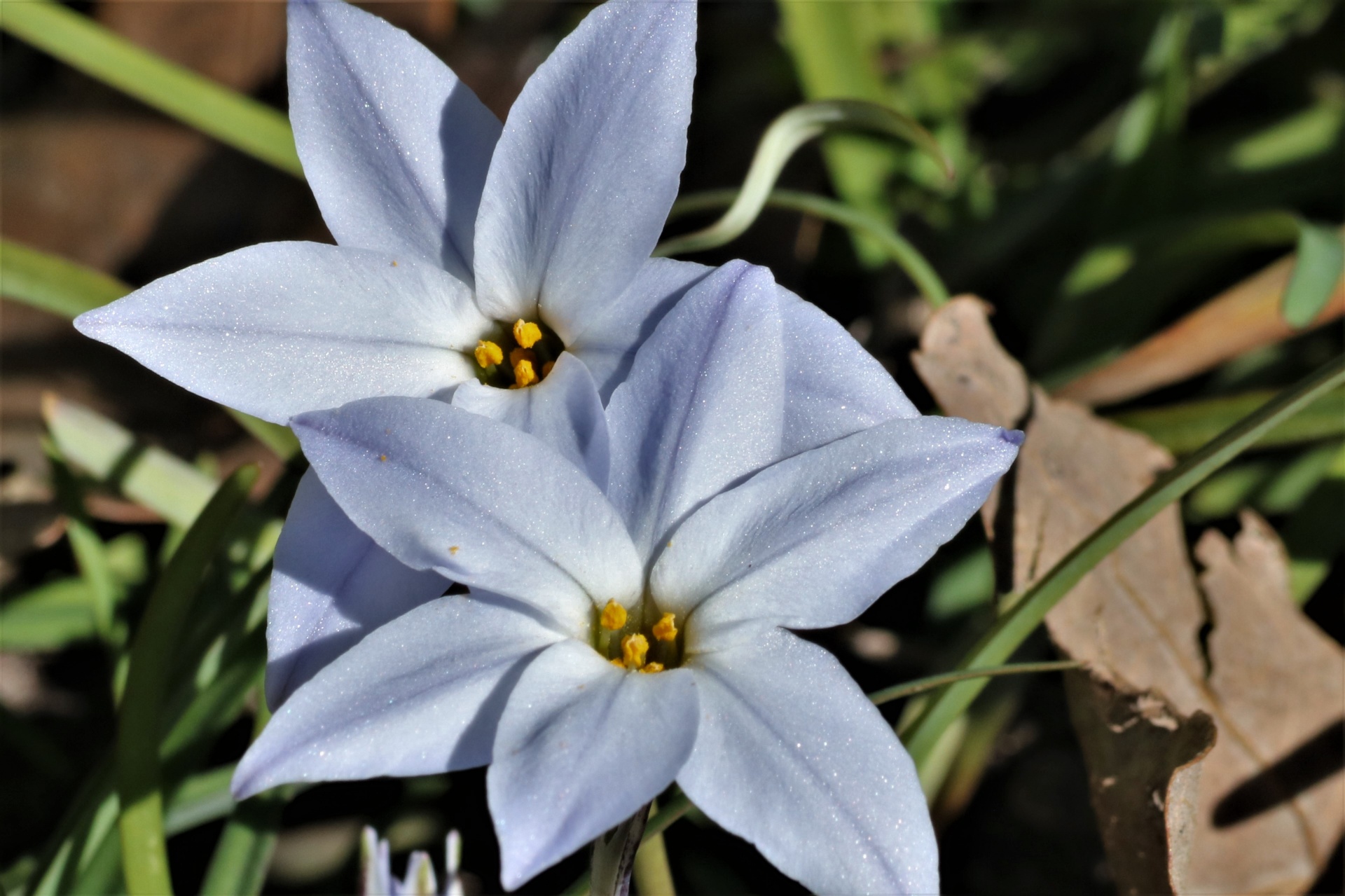 Close-up of two light blue star of Bethlehem flowers with green leaves in the background.