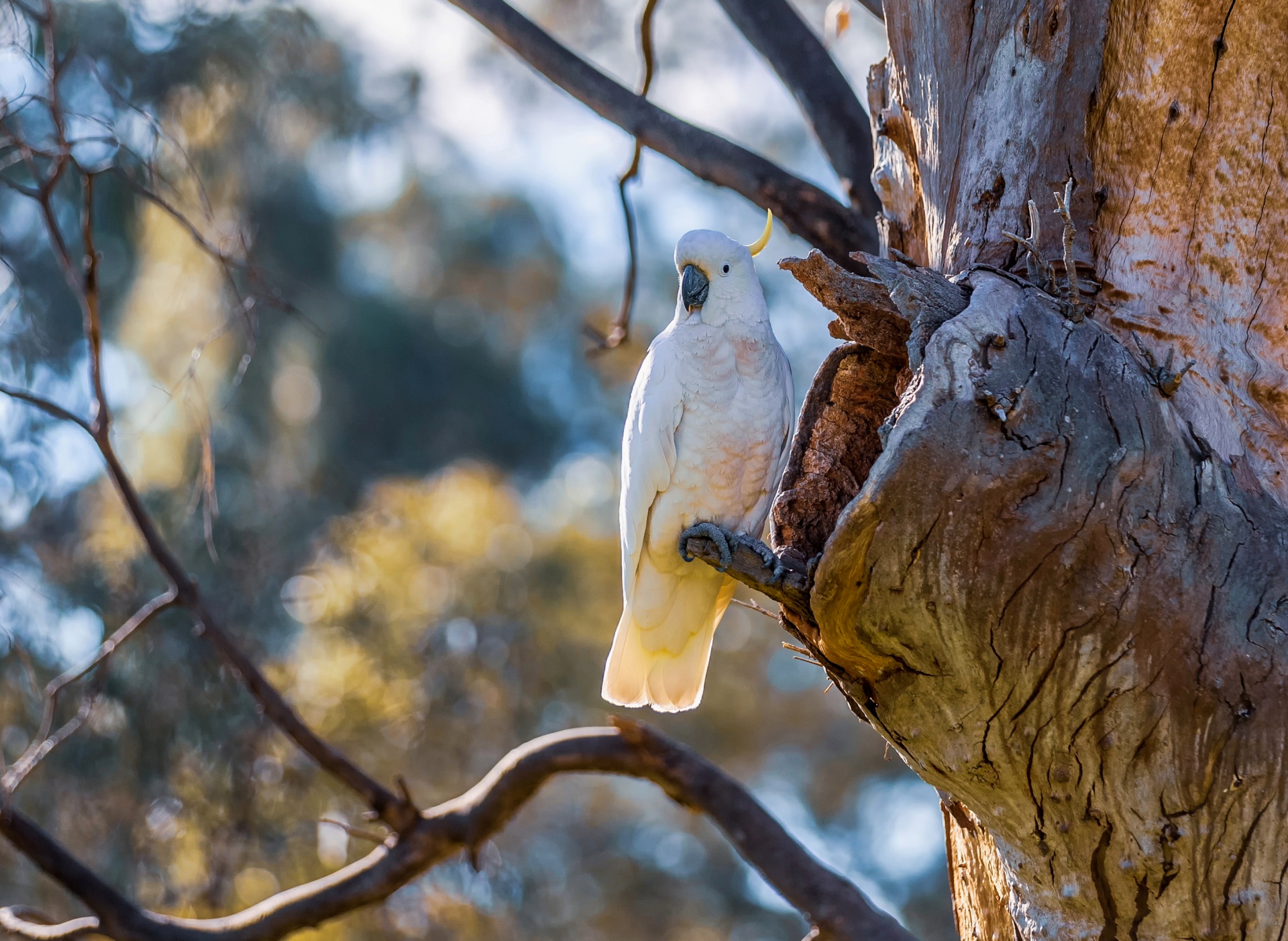 Sulphur-crested cockatoo looking for a nesting tree hollow