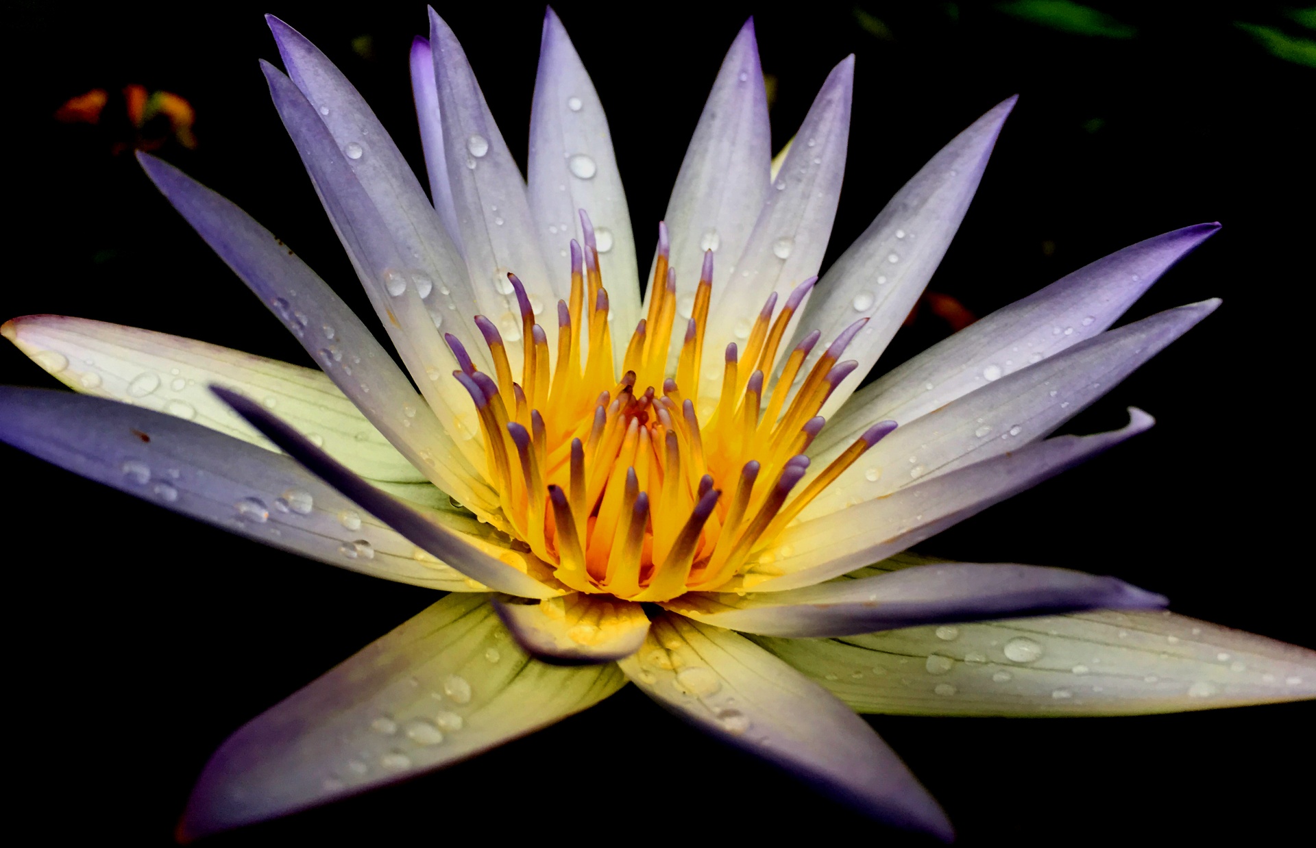The Lotus And Water Drops
