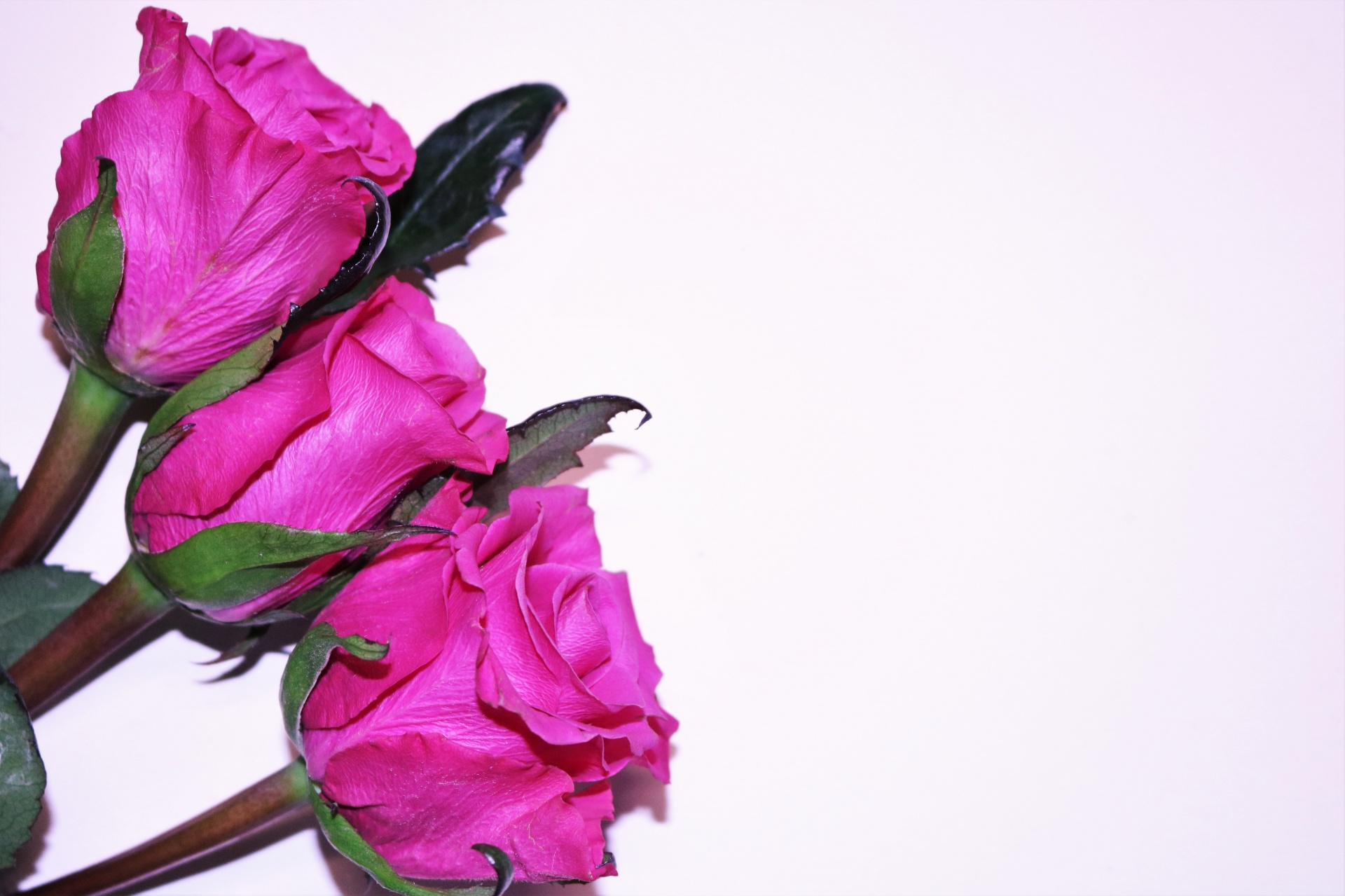 Close-up of three pink roses isolated on a white background.