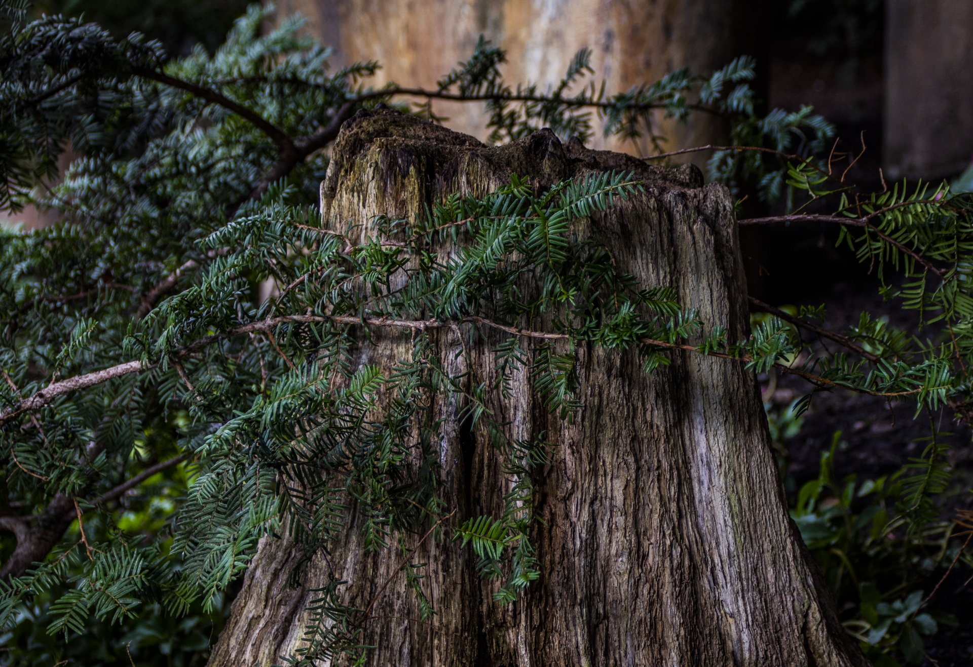 Pine branches grow across a pine tree stump