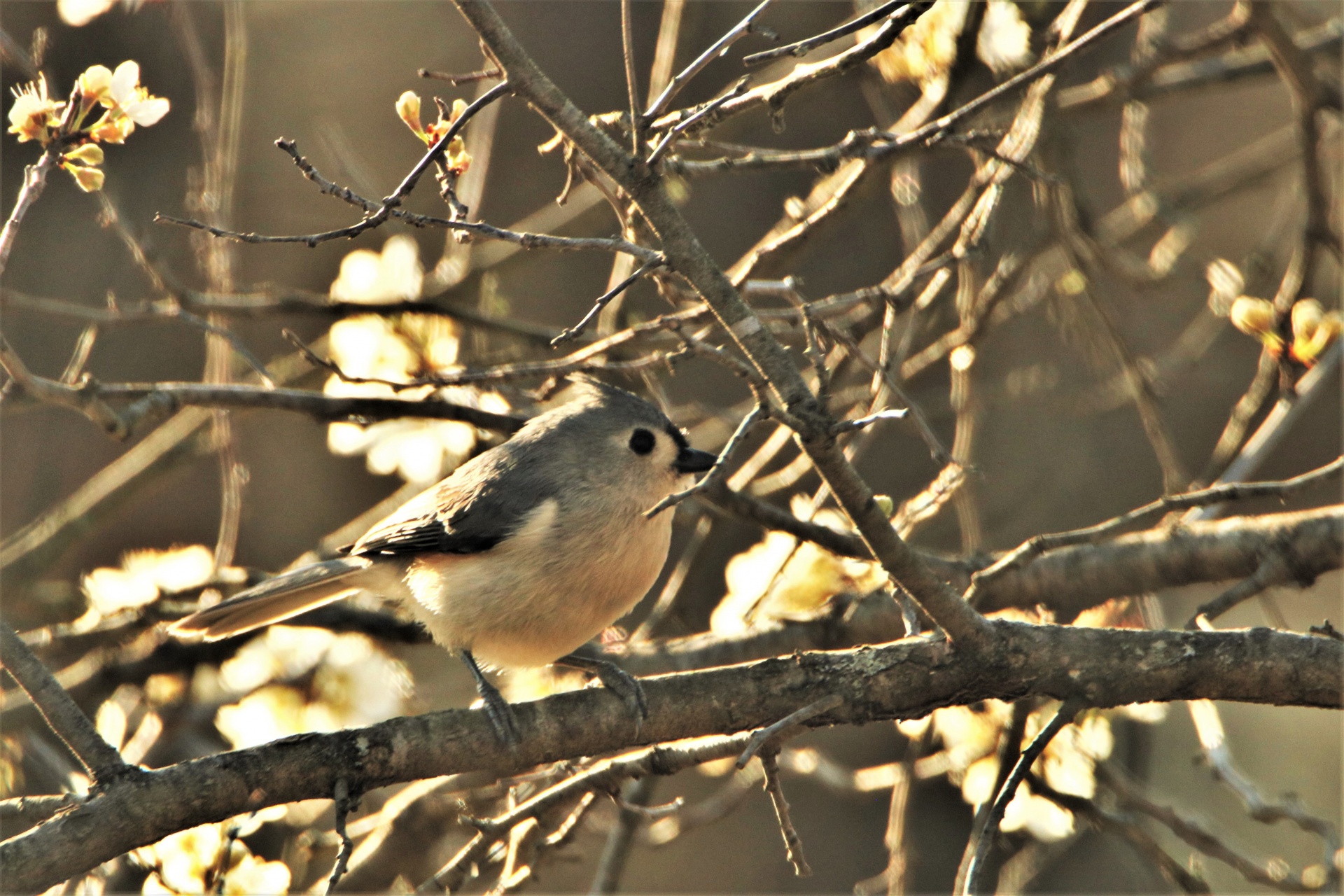 Close-up of a cute little tufted titmouse bird perched on a tree branch surrounded by white tree blossoms in early morning light.