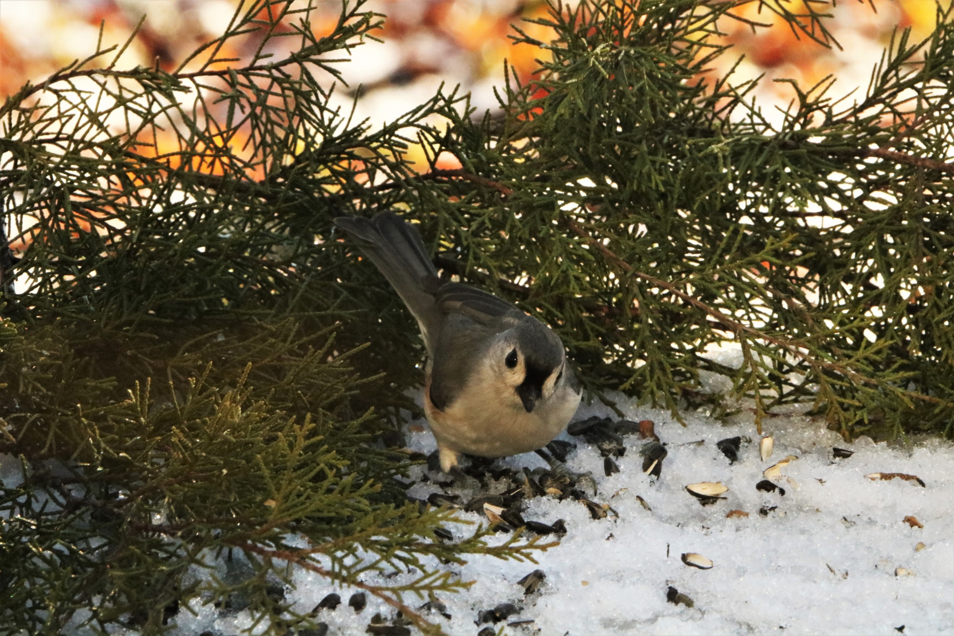A cute little tufted titmouse bird is standing in snow eating sunflower seeds among cedar tree branches.