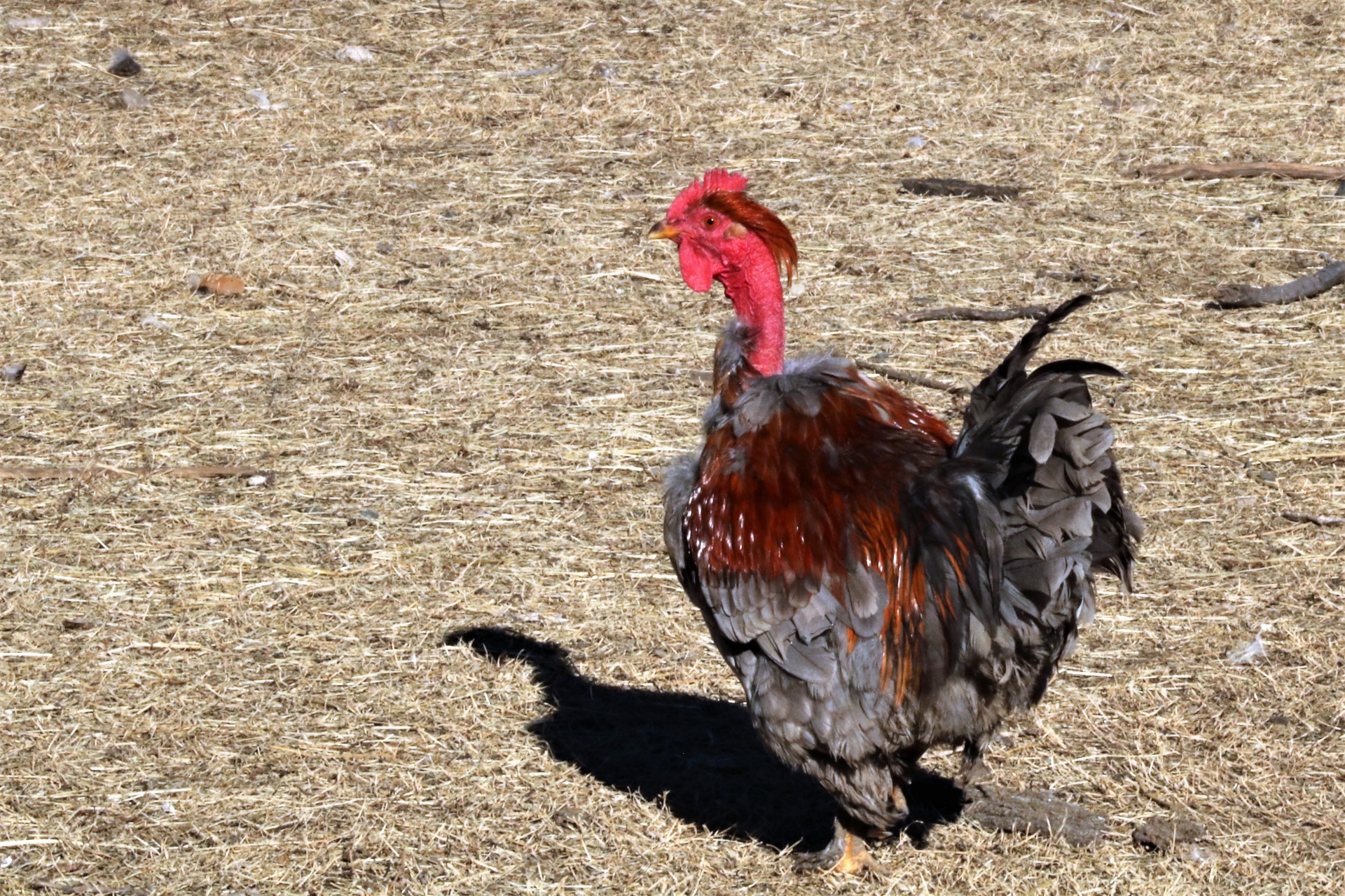 Turken Chicken In Farm Yard