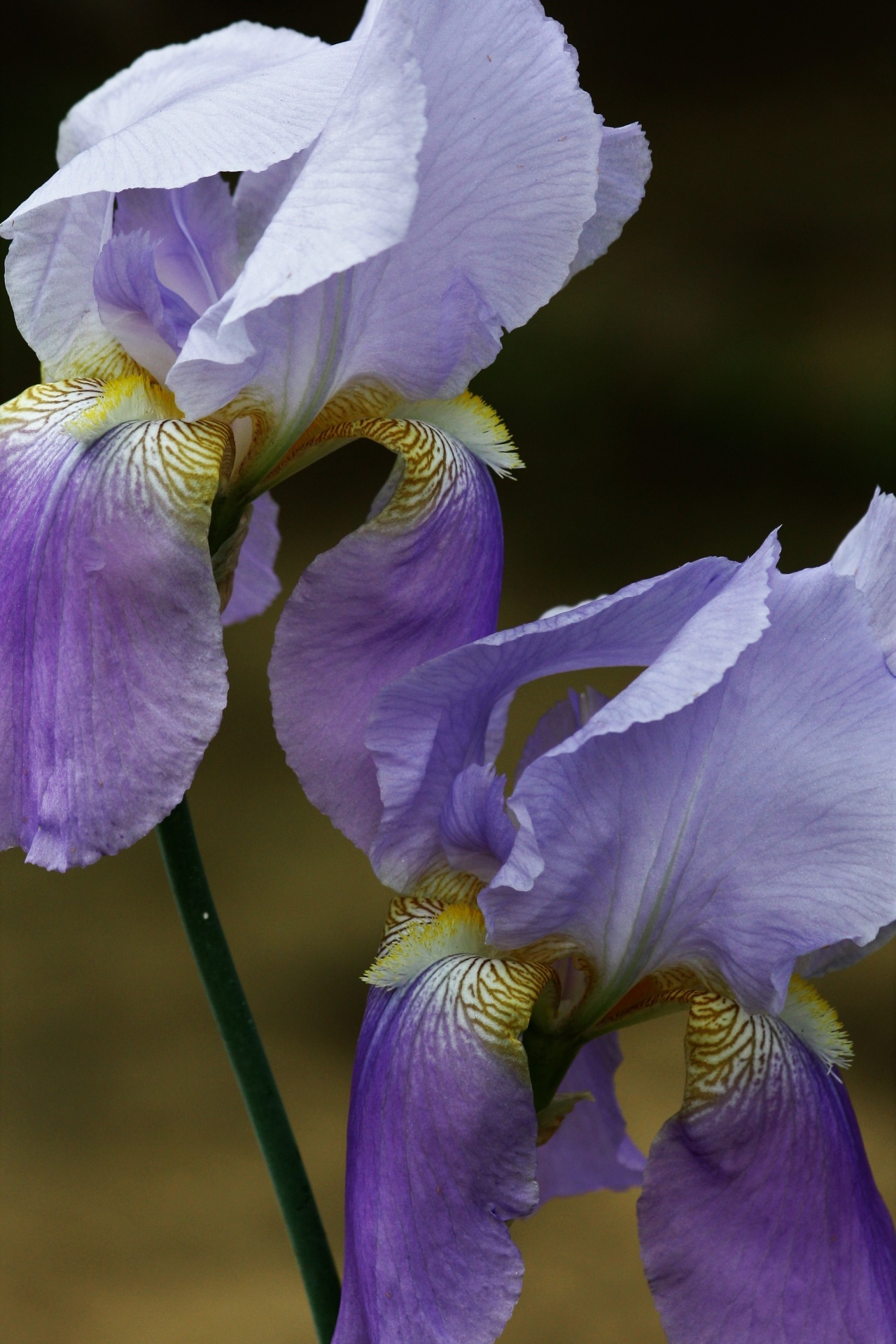 Close-up of two lavender bearded iris with a blurred green background.