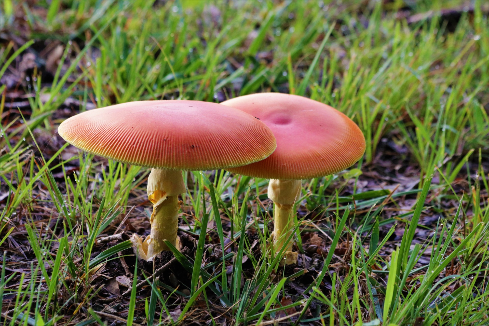 Two Orange Mushrooms In Grass