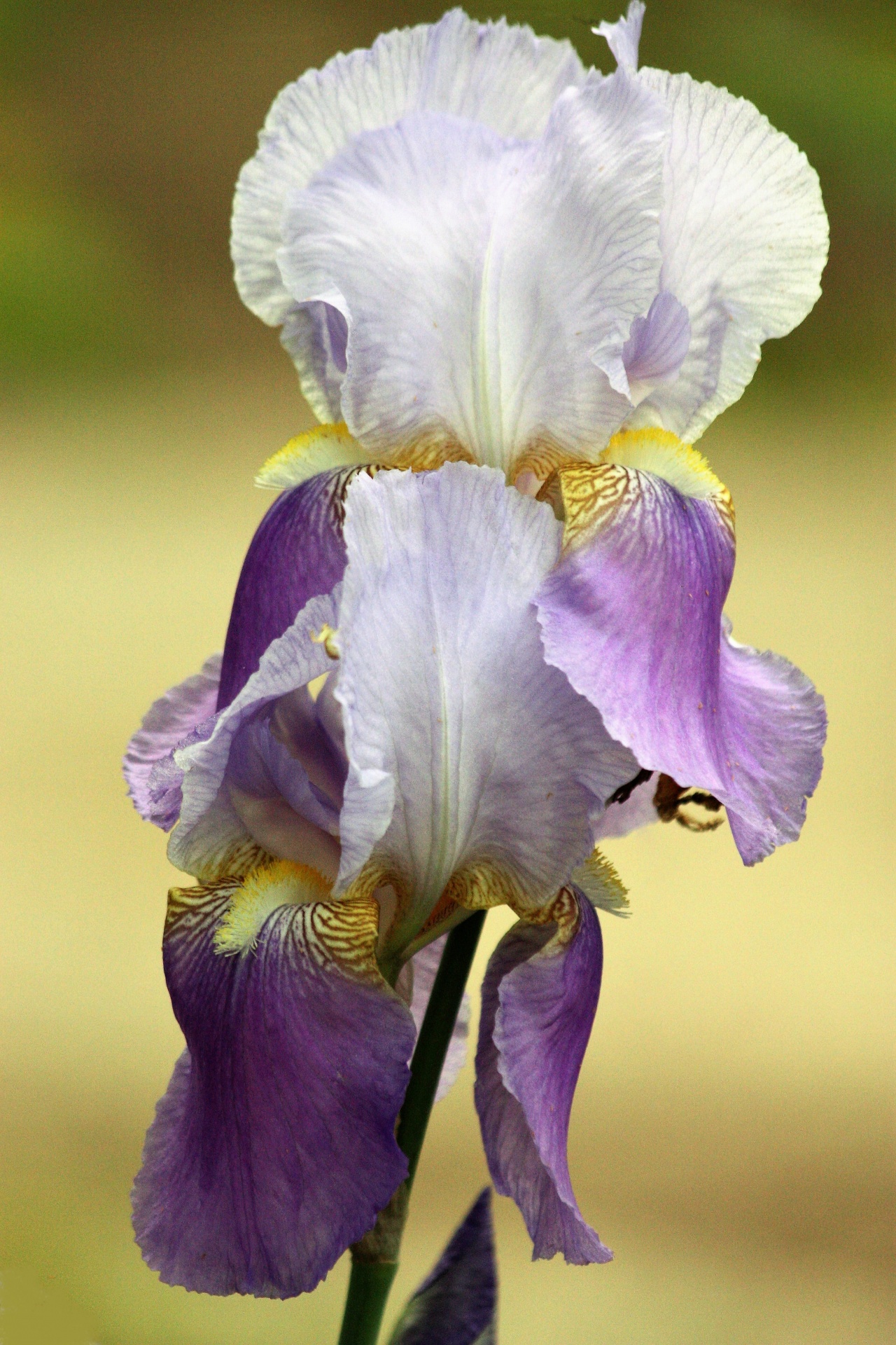 Two Purple Iris Close-up