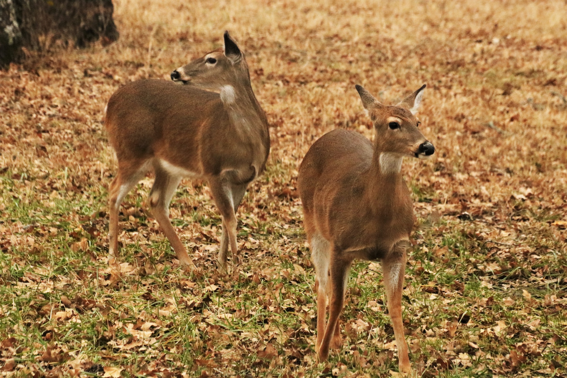 Two White-tail Deer Close-up