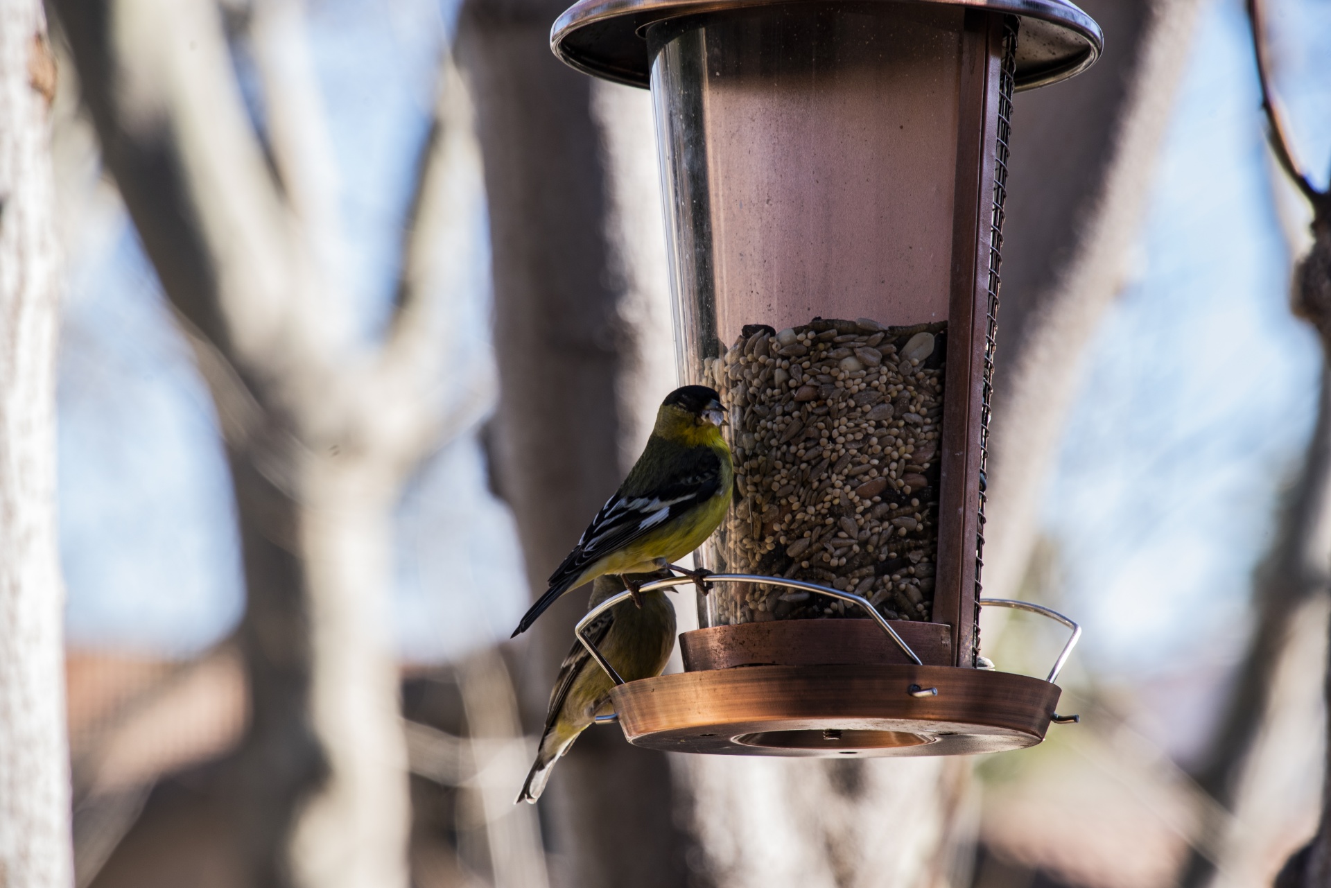 Two Yellow Finches