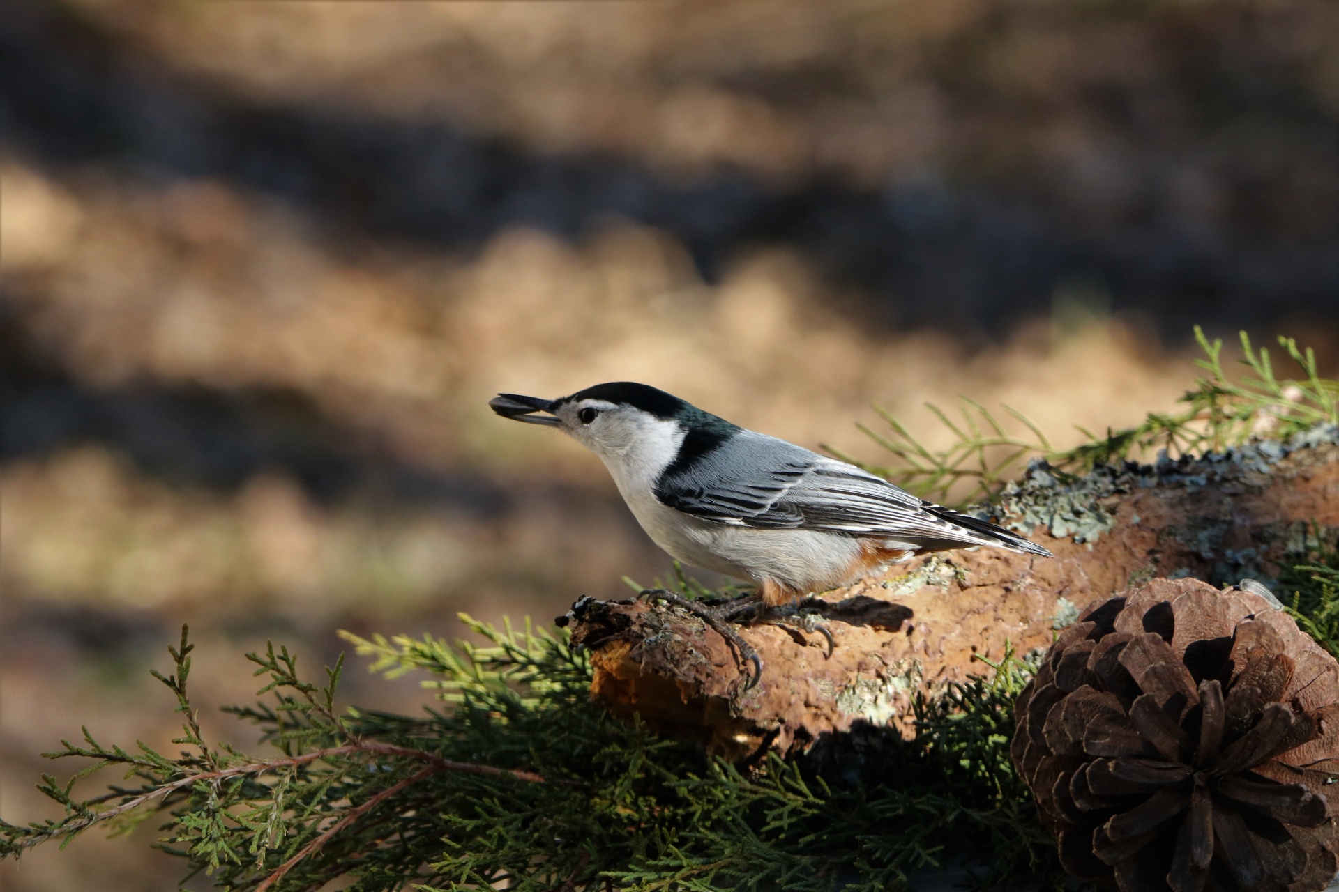 A cute little white-breasted nuthatch is perched on a tree branch with a sunflower seed in it's beak with cedar branches and a pine cone in the foreground.