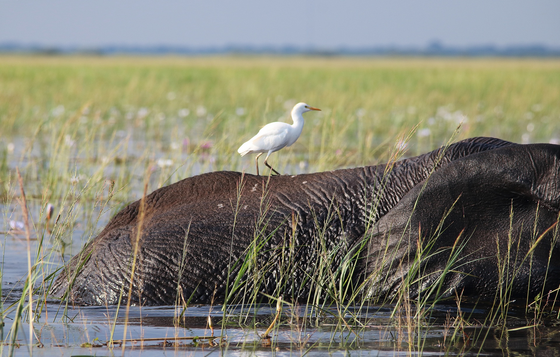 White Egret On An African Elephant