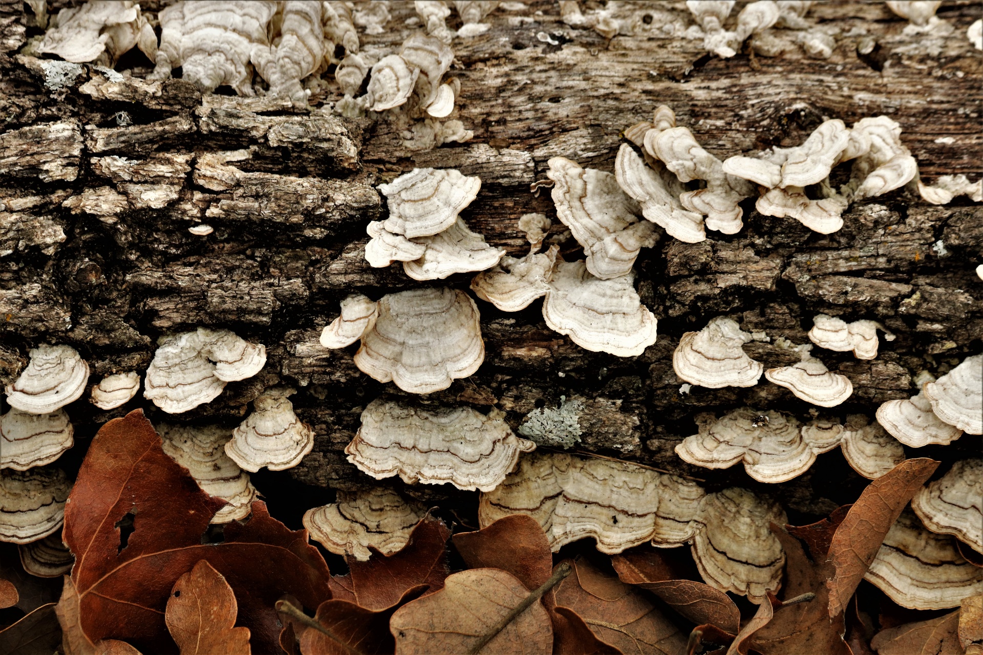 White Turkey-tail Fungus On Log 2