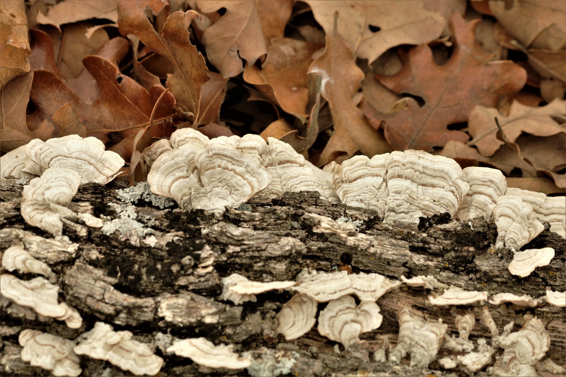 White Turkey-tail Fungus On Log