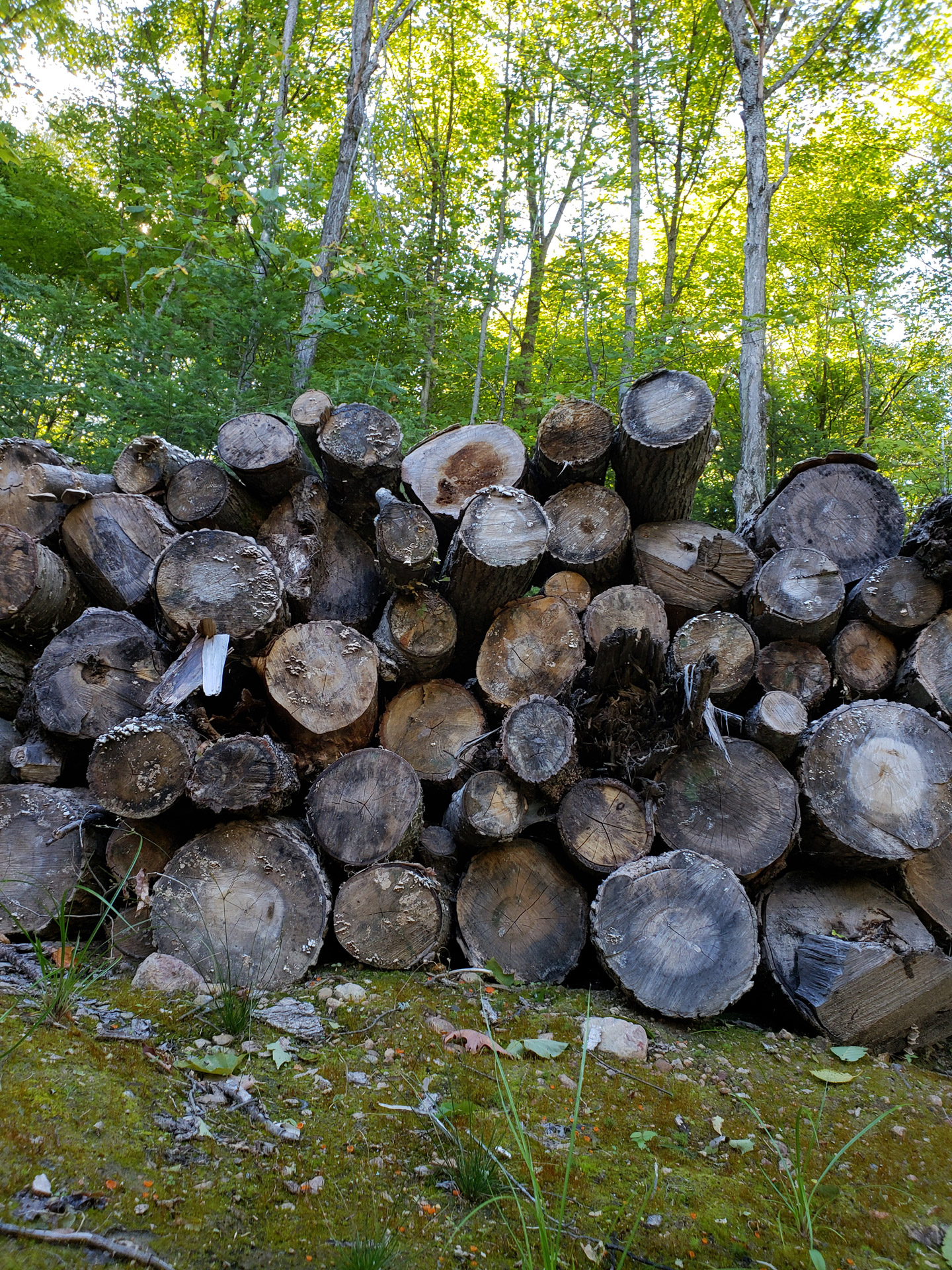Wood Pile In Nature