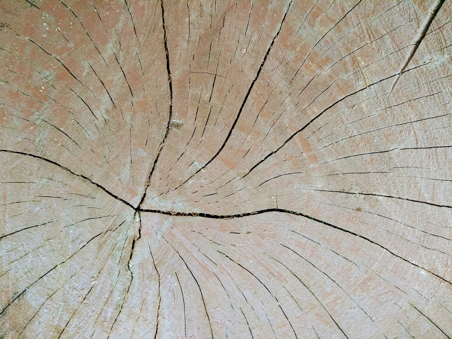 Wood Rings Brown Tree Trunk Slice Profile
