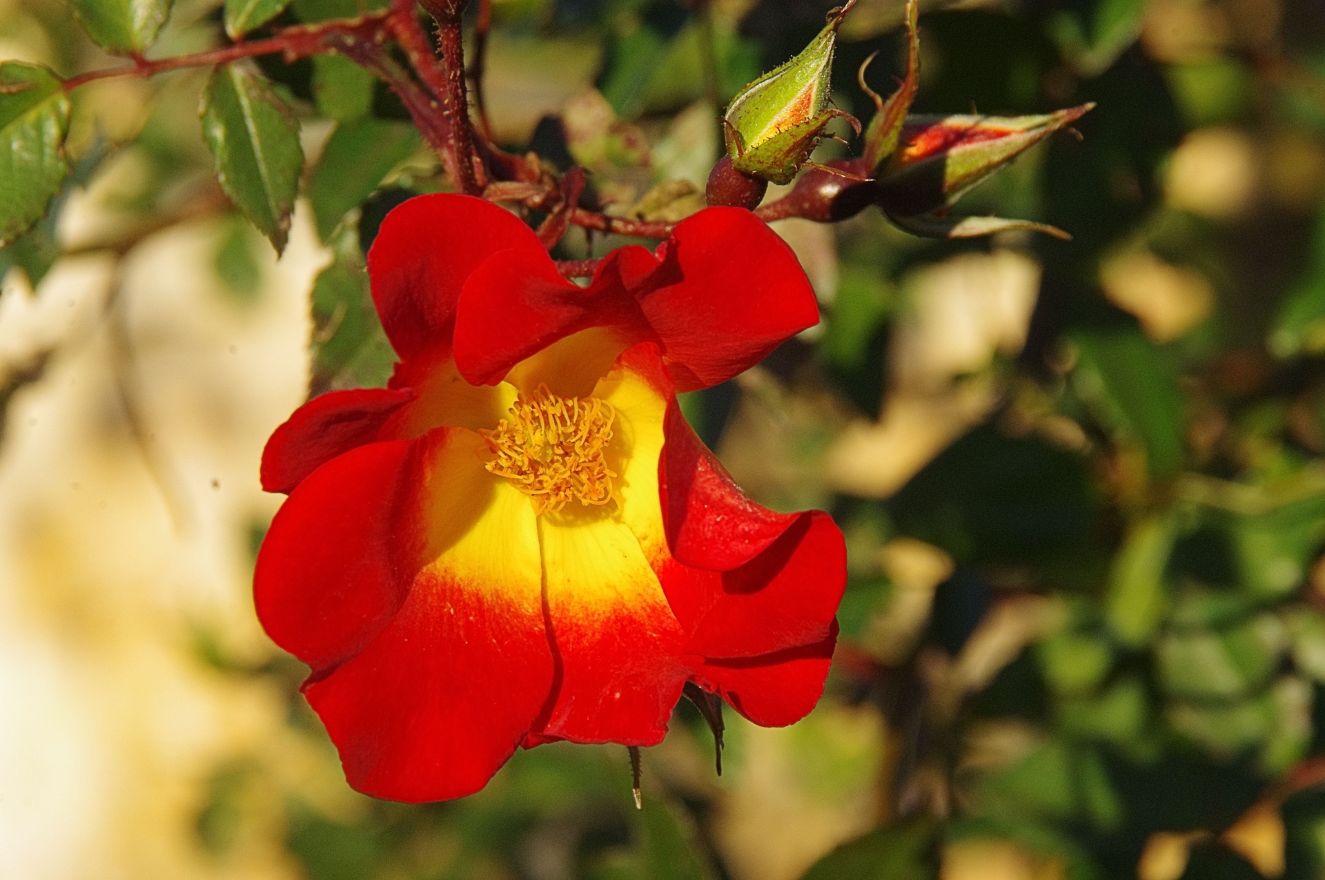 Yellow And Red Rose
