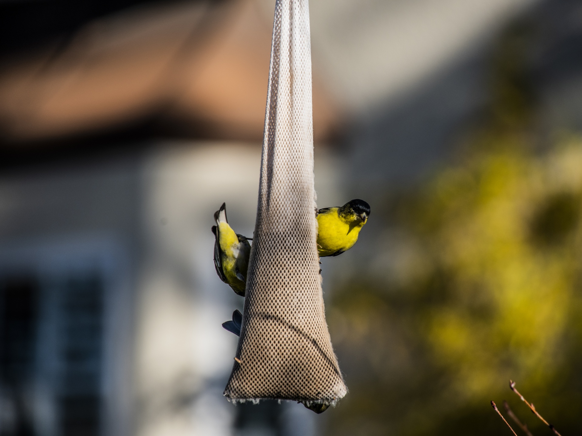 Yellow Birds On Feeder