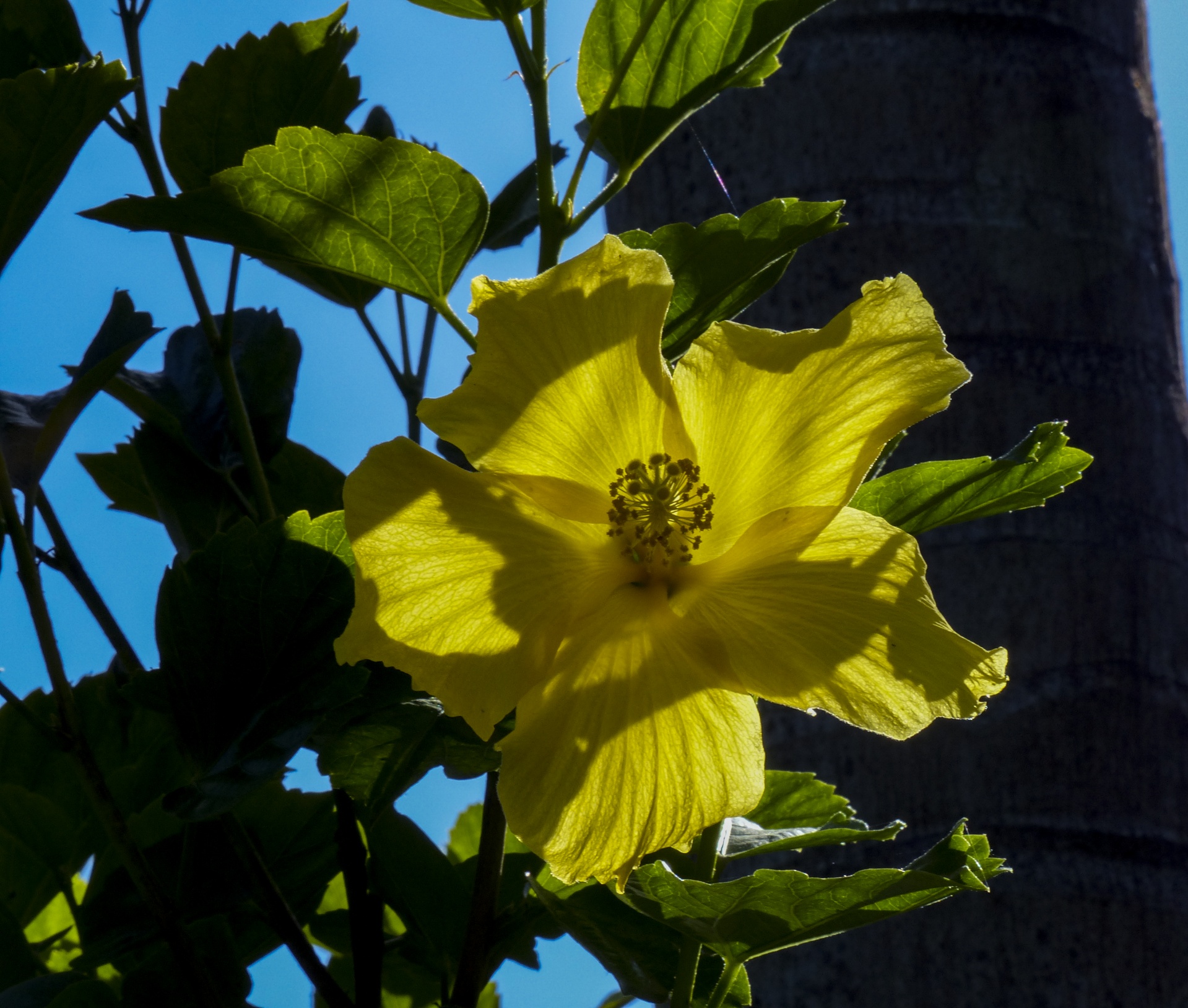 黄色いハイビスカスの花 無料画像 Public Domain Pictures