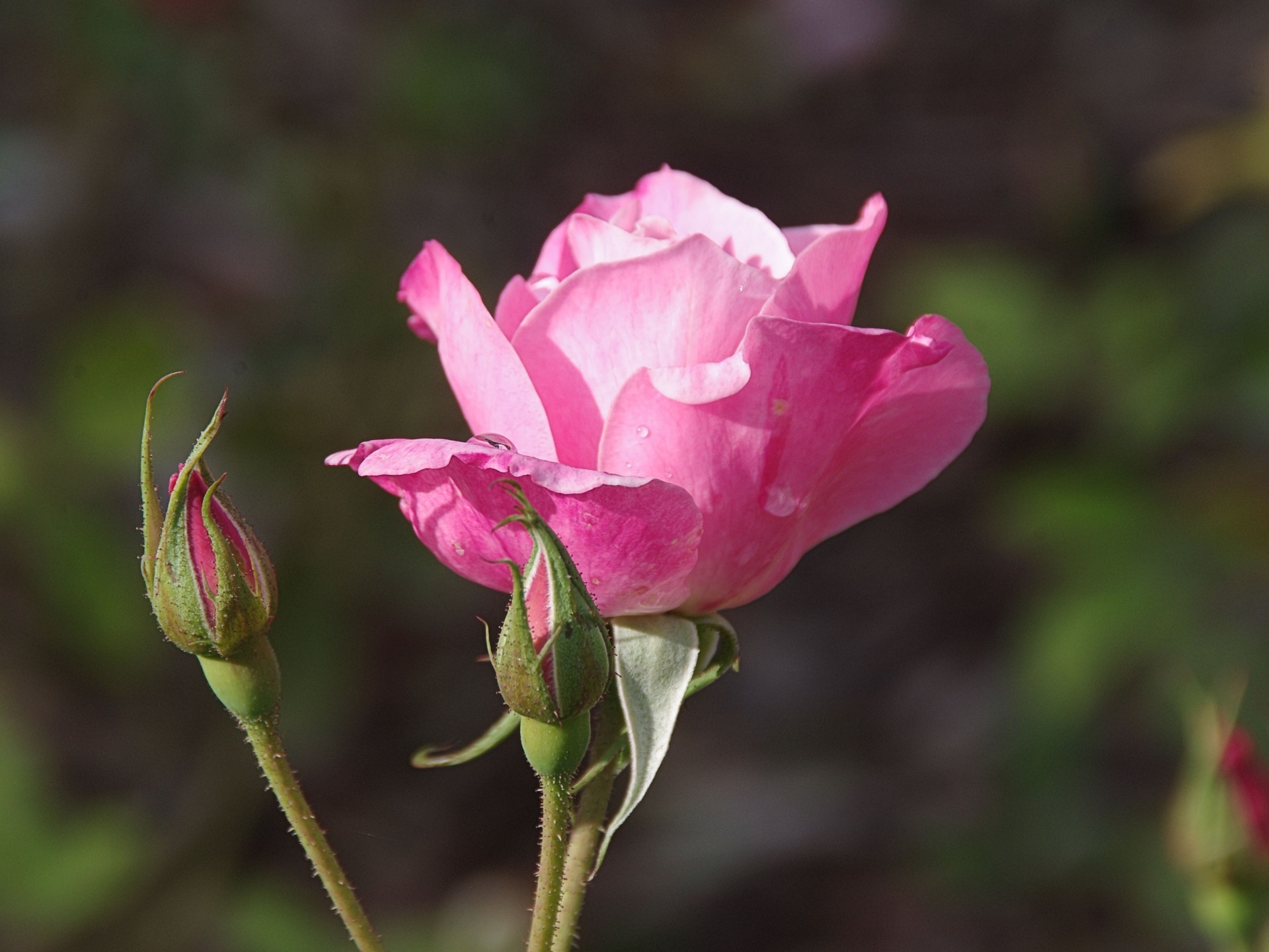 Young Pink Rose In Garden