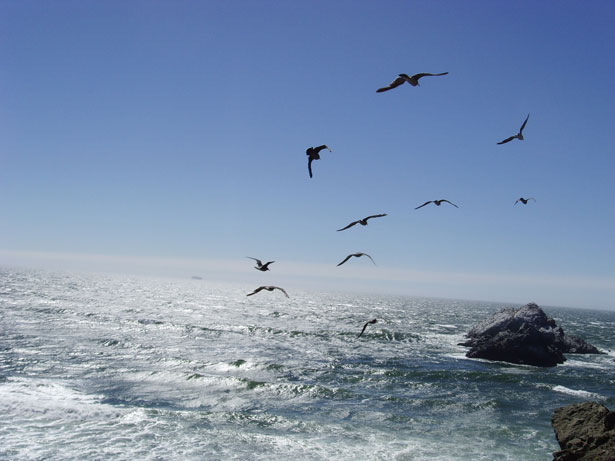 Seagulls Flying Over Ocean Free Stock Photo Public Domain Pictures