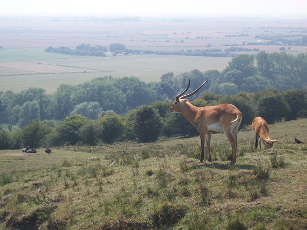 Wild Animal Free Stock Photo - Public Domain Pictures