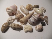 A Collection Of Sea Shells