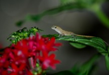 Baby Anole Lizard