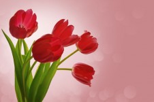 Background With Tulips